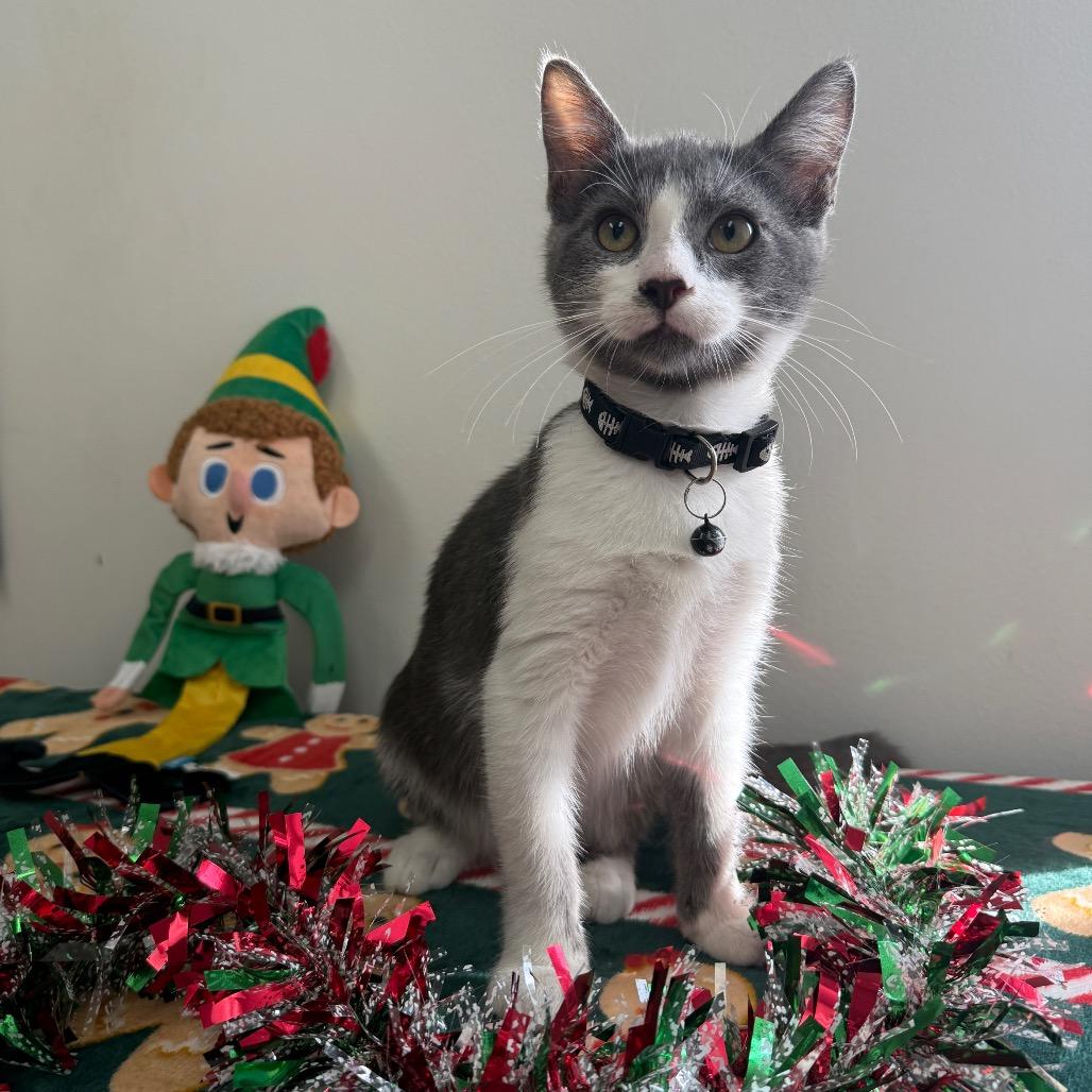 Enlarge Mandu, a Adoptable Domestic Short Hair in Houston, TX image 1/3