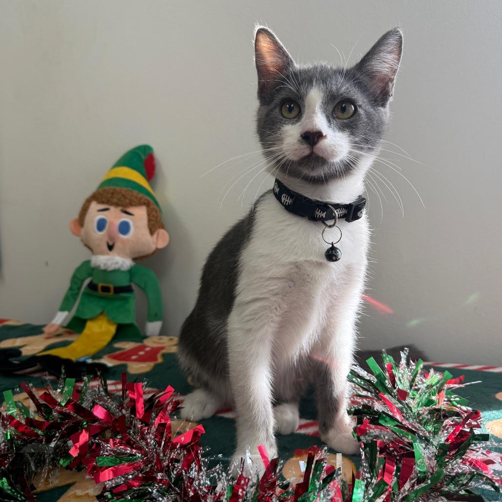 Enlarge Mandu, a Adoptable Domestic Short Hair in Houston, TX image 3/3