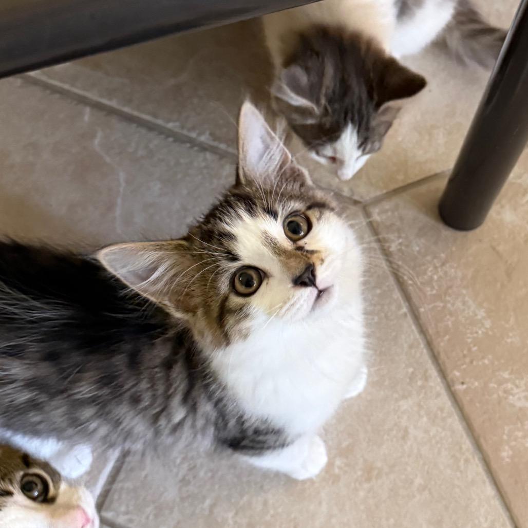 Enlarge Bronze, a Adoptable Domestic Long Hair in Fenton, MI image 1/3