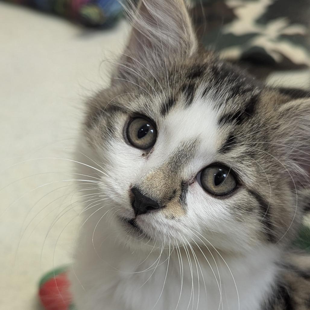 Enlarge Bronze, a Adoptable Domestic Long Hair in Fenton, MI image 3/3