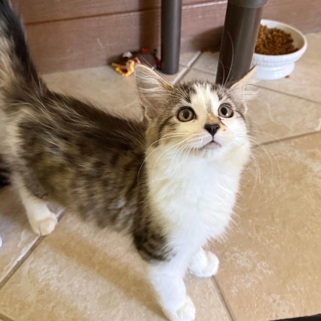 Enlarge Bronze, a Adoptable Domestic Long Hair in Fenton, MI image 2/3