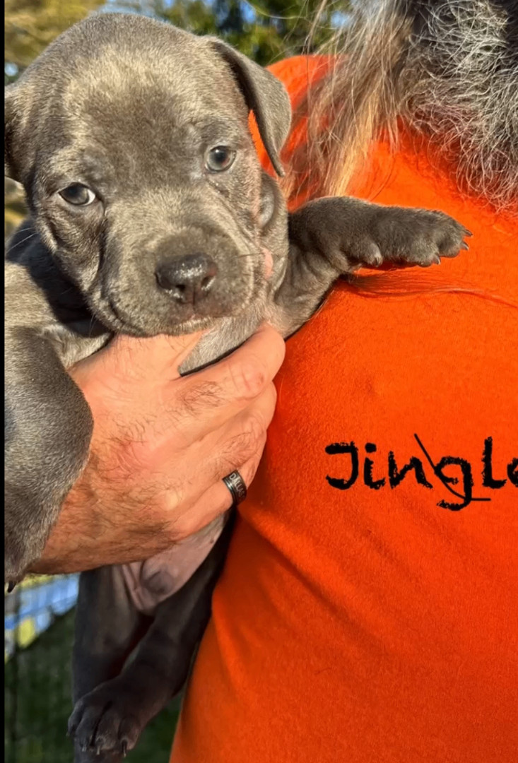Enlarge Jingle, a Adopted mixed breed in Rocklin, CA image 1/1