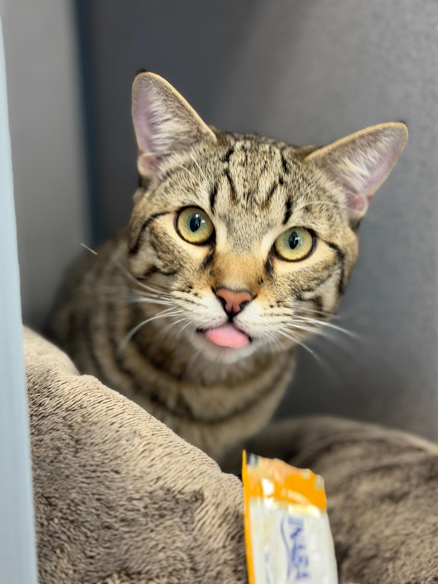 Enlarge Tiger, a ADOPTABLE Domestic Short Hair in Gardnerville, NV image 1/5