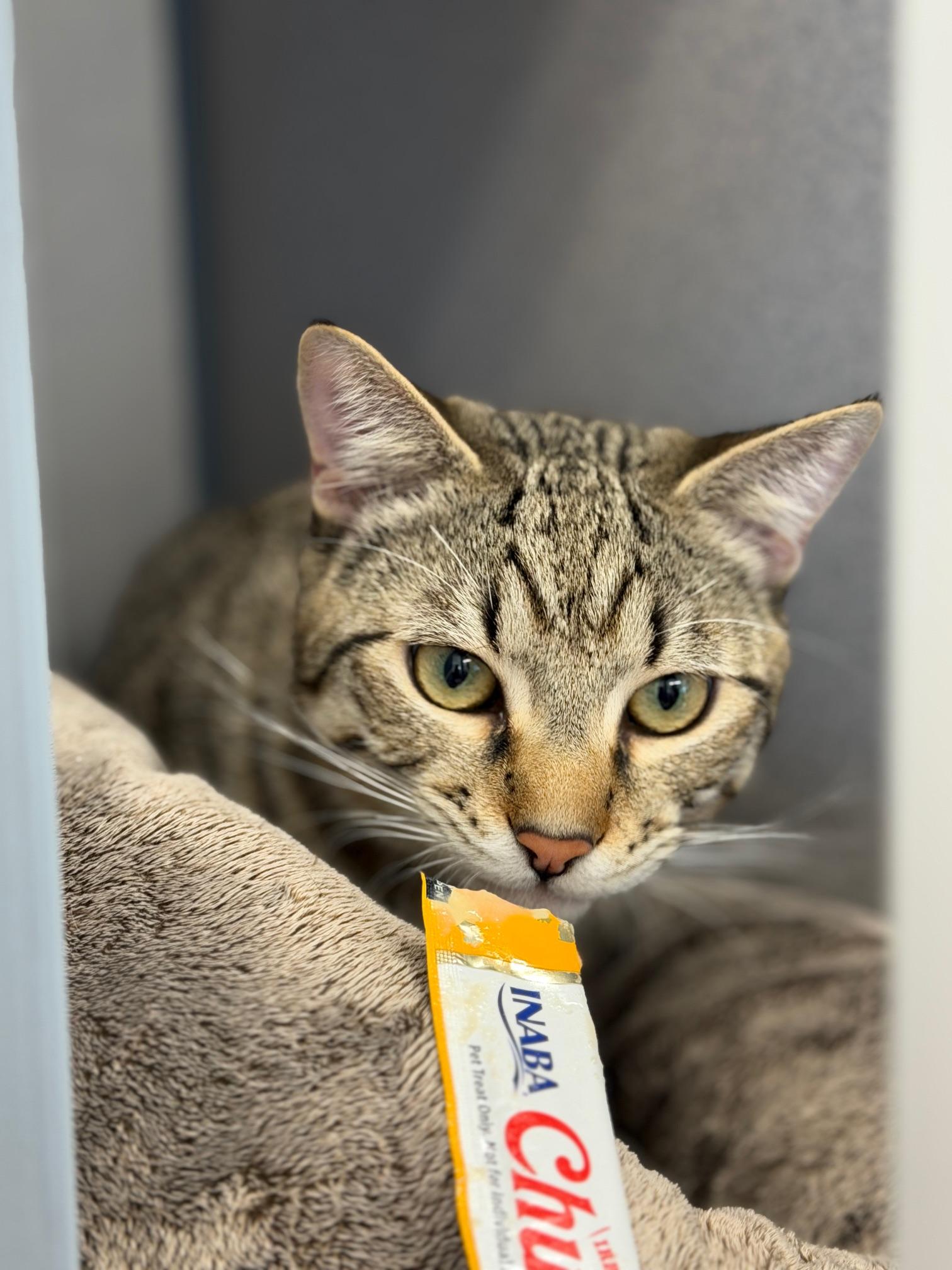 Enlarge Tiger, a ADOPTABLE Domestic Short Hair in Gardnerville, NV image 4/5