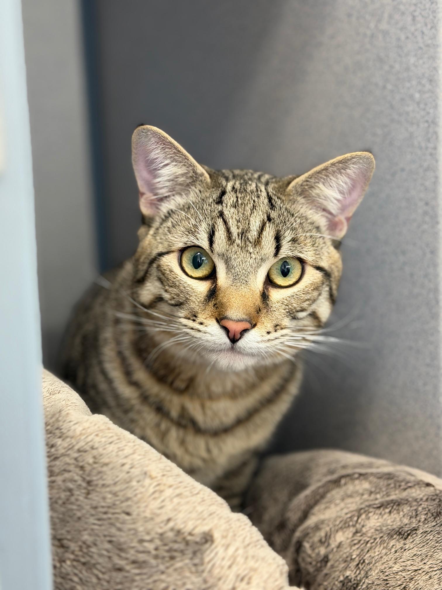 Enlarge Tiger, a ADOPTABLE Domestic Short Hair in Gardnerville, NV image 3/5