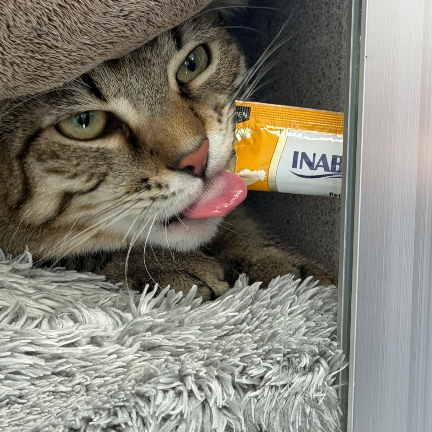 Enlarge Tiger, a ADOPTABLE Domestic Short Hair in Gardnerville, NV image 2/5