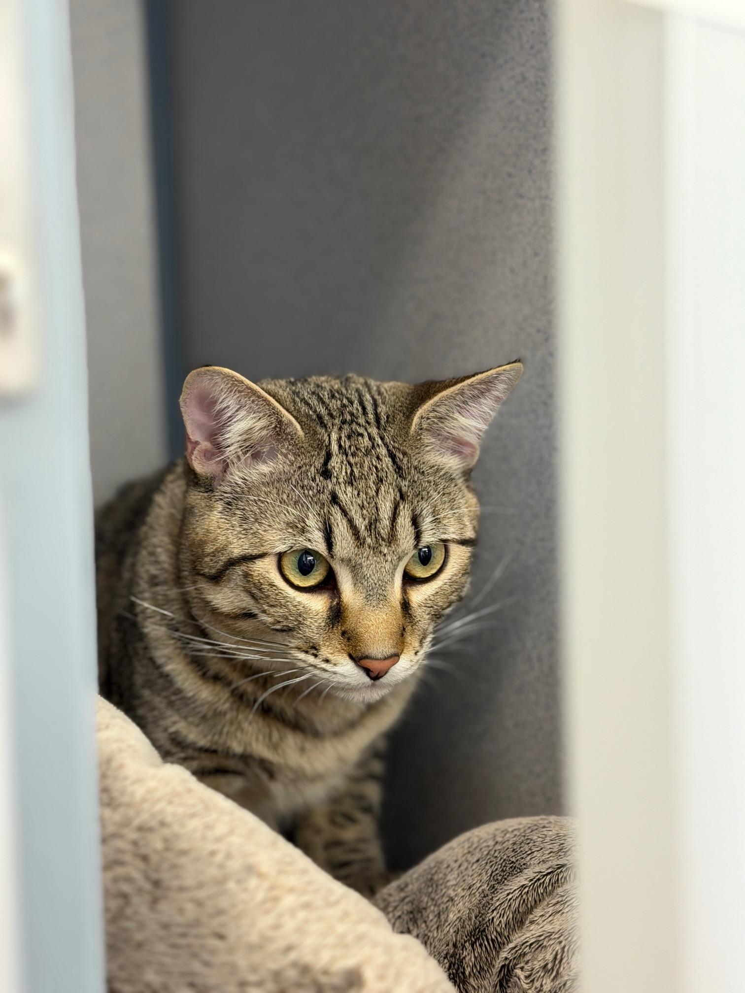 Enlarge Tiger, a ADOPTABLE Domestic Short Hair in Gardnerville, NV image 5/5