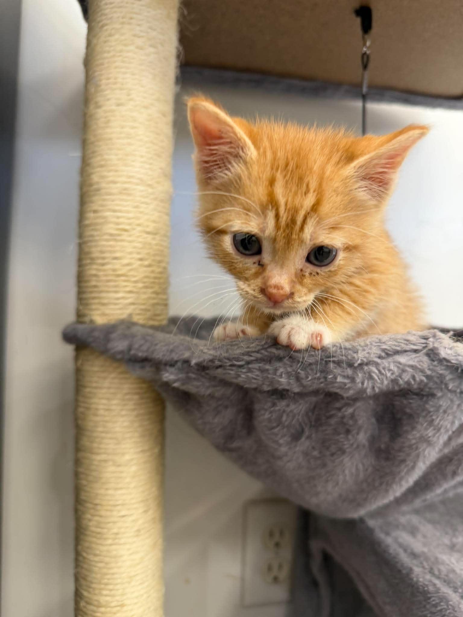 Julius, a ADOPTABLE Domestic Short Hair in Roosevelt, UT image 2/4