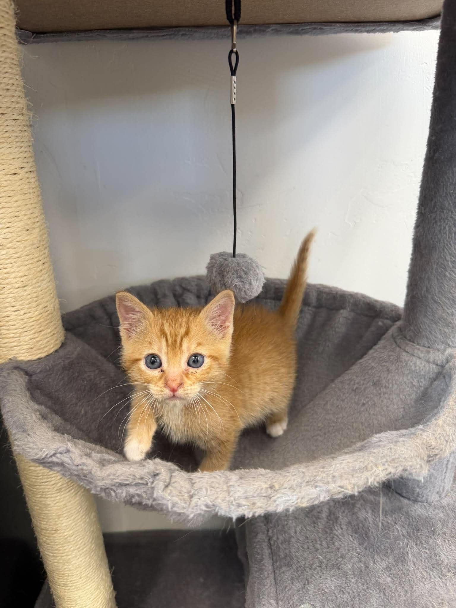 Julius, ADOPTABLE, Young Male Domestic Short Hair.