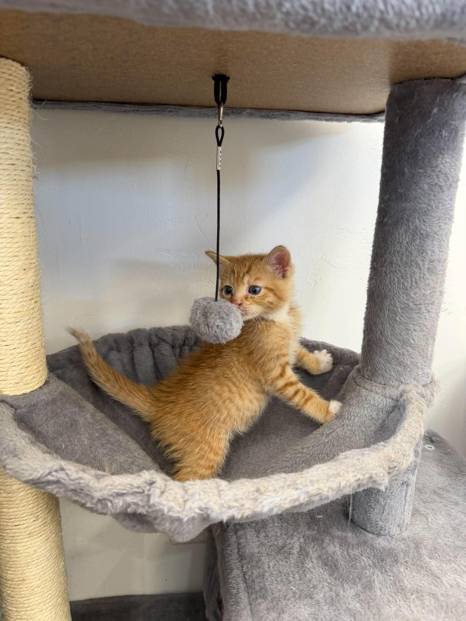 Julius, a ADOPTABLE Domestic Short Hair in Roosevelt, UT image 4/4