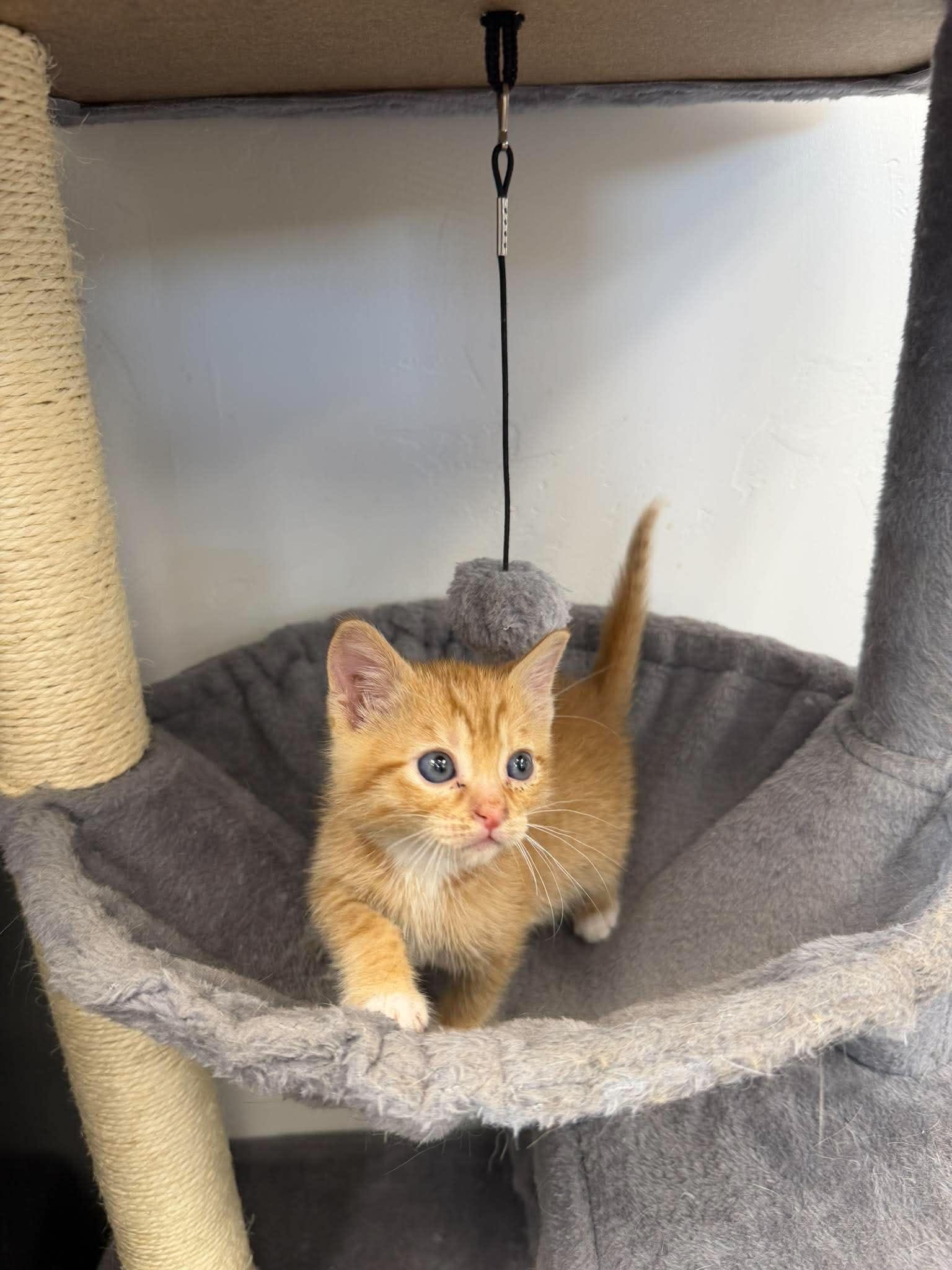 Julius, a ADOPTABLE Domestic Short Hair in Roosevelt, UT image 3/4