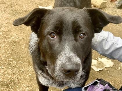 Lex, adopted, Adult Male Mixed Breed.