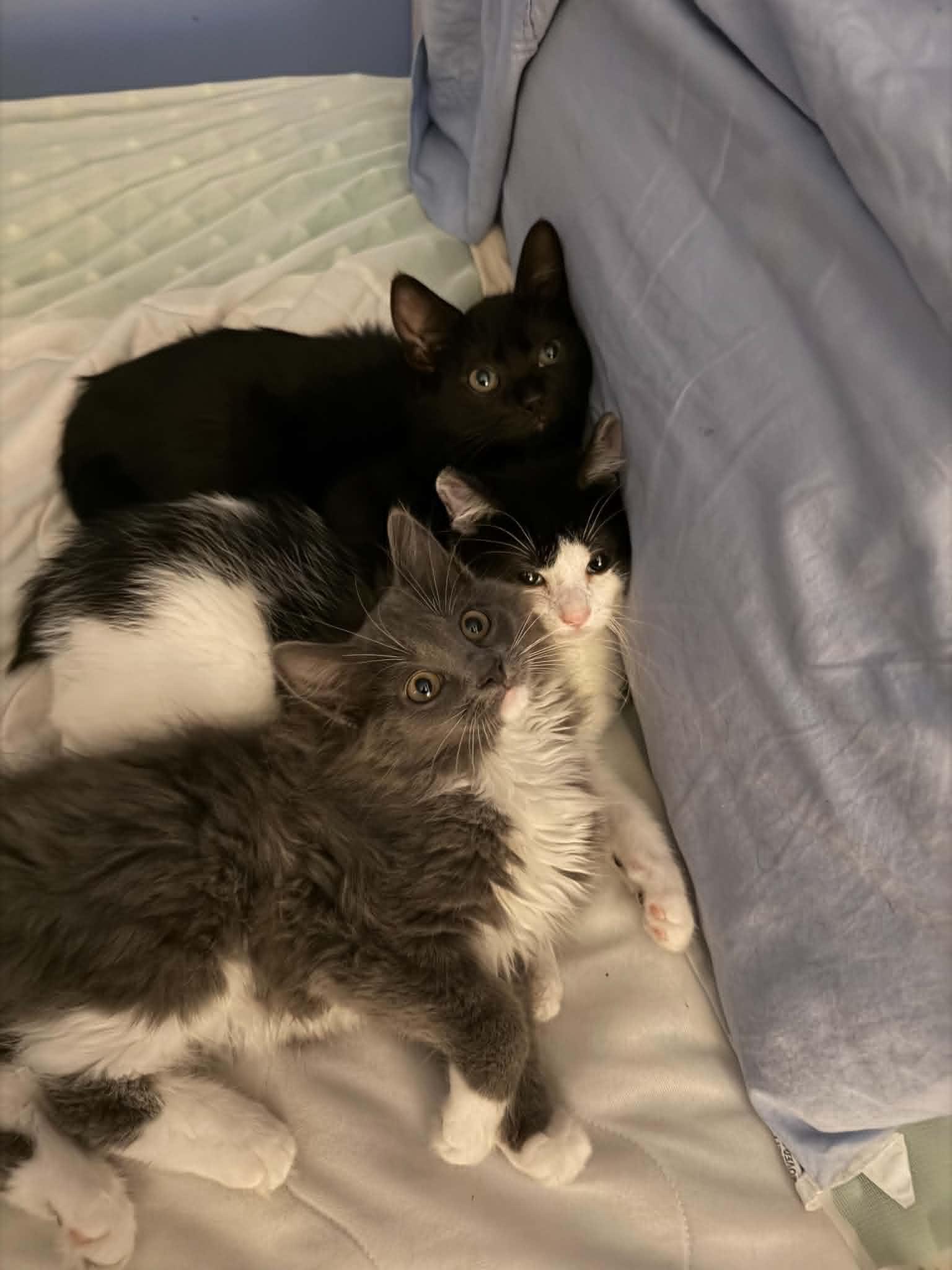 Enlarge Nibbons, an adoptable Domestic Short Hair in Wading River, NY image 4/5