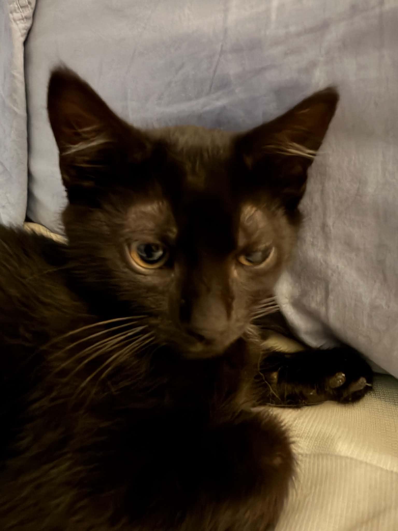 Nibbons, adoptable, Kitten Male Domestic Short Hair.