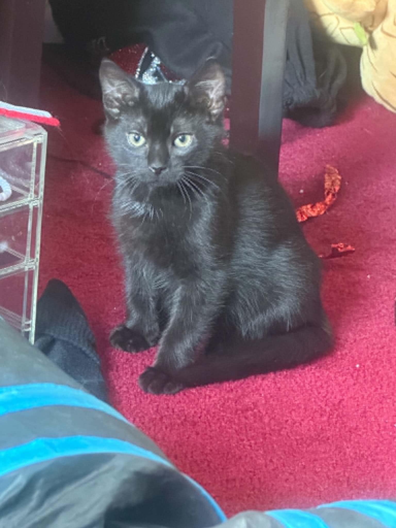 Enlarge Nibbons, an adoptable Domestic Short Hair in Wading River, NY image 3/5