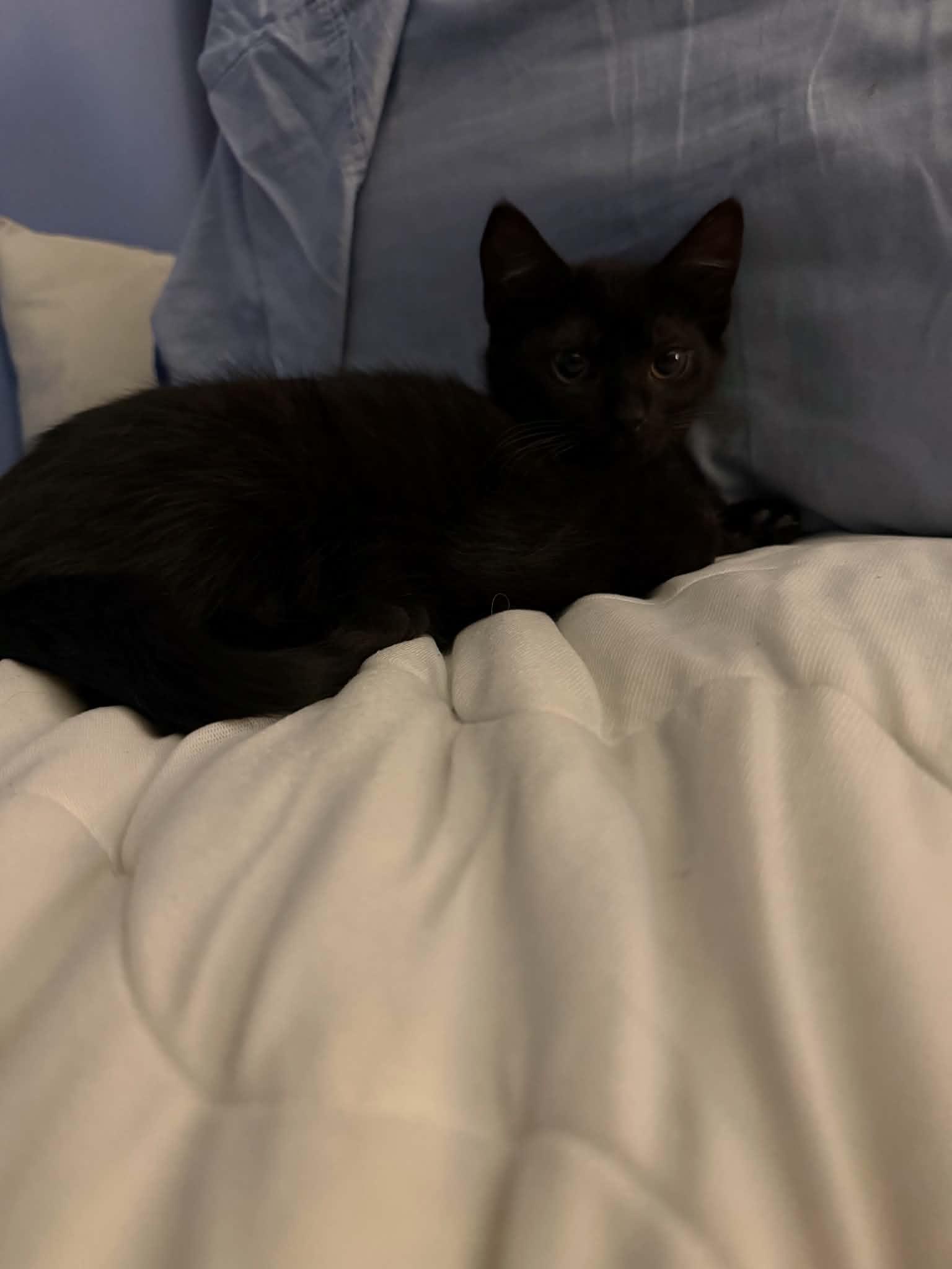 Enlarge Nibbons, an adoptable Domestic Short Hair in Wading River, NY image 2/5
