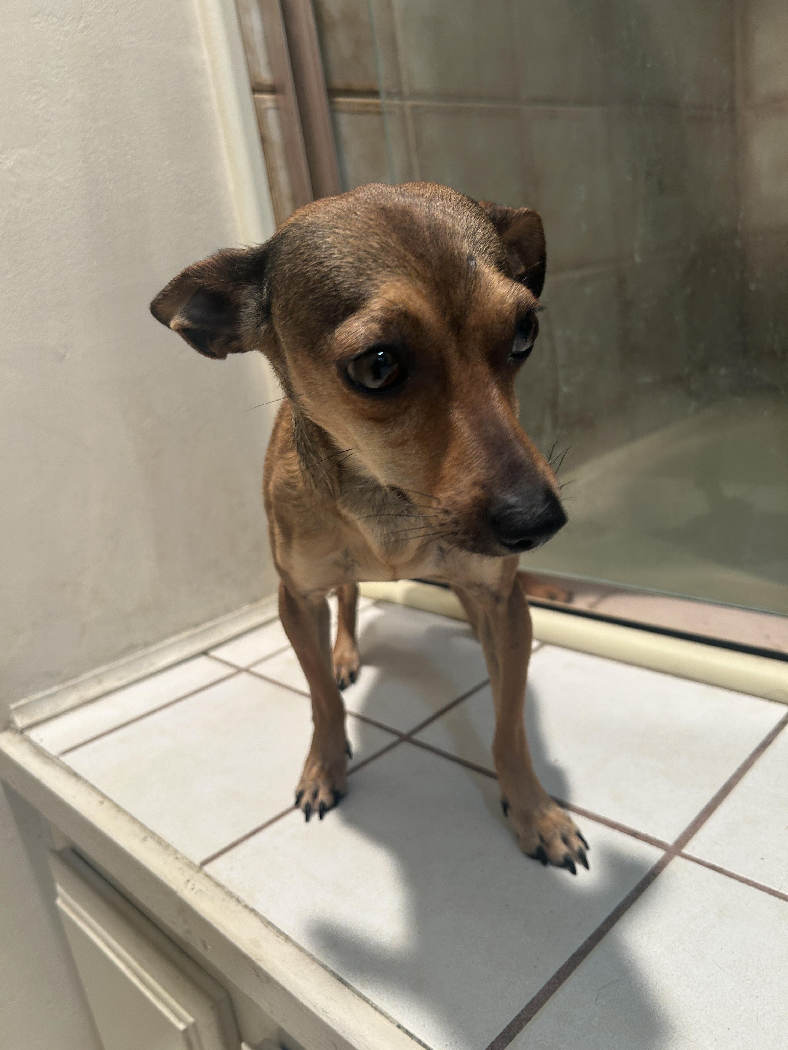 SOFIA, ADOPTABLE, Young Female Chihuahua.