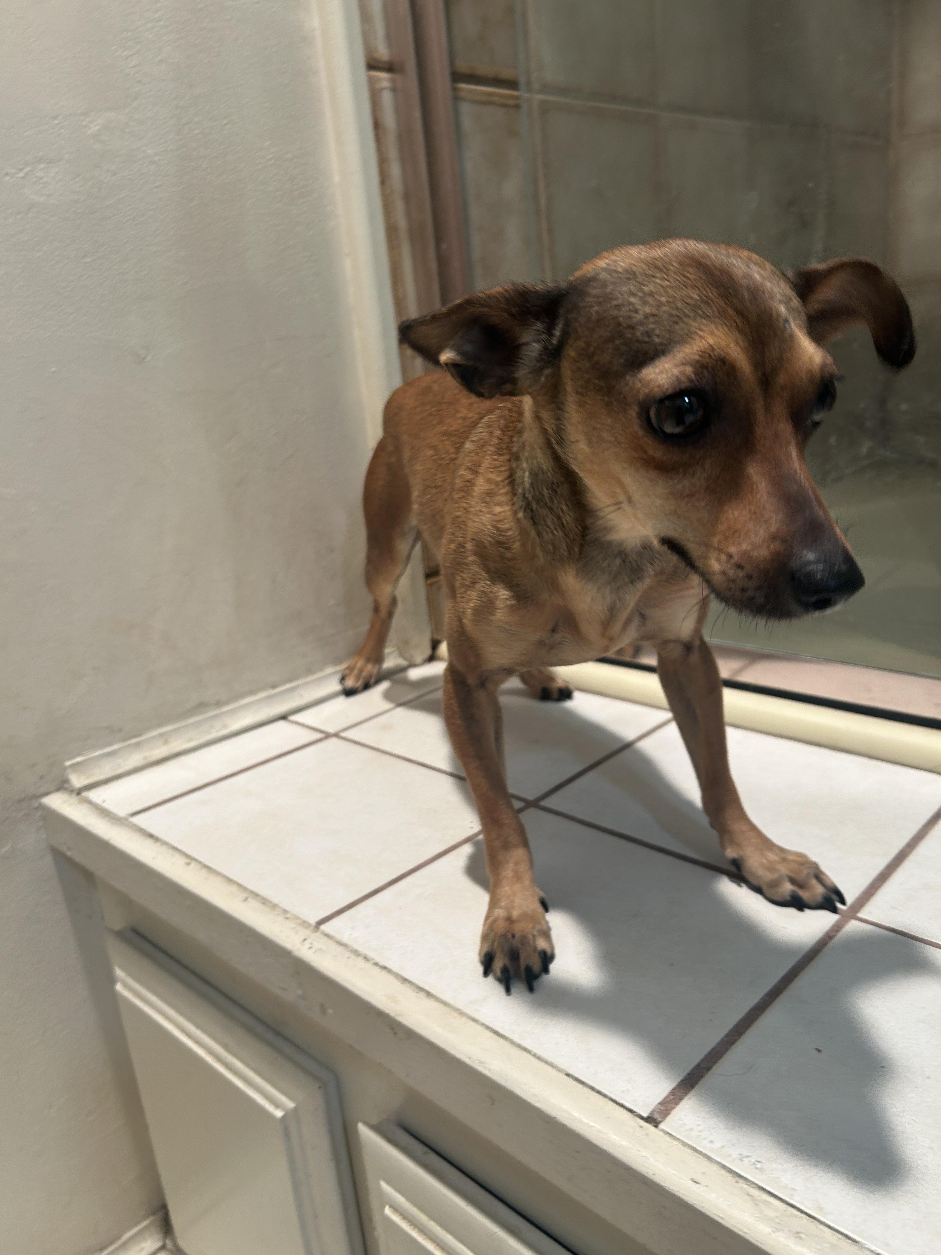 Enlarge SOFIA, a ADOPTABLE mixed breed in El Cajon, CA image 4/6