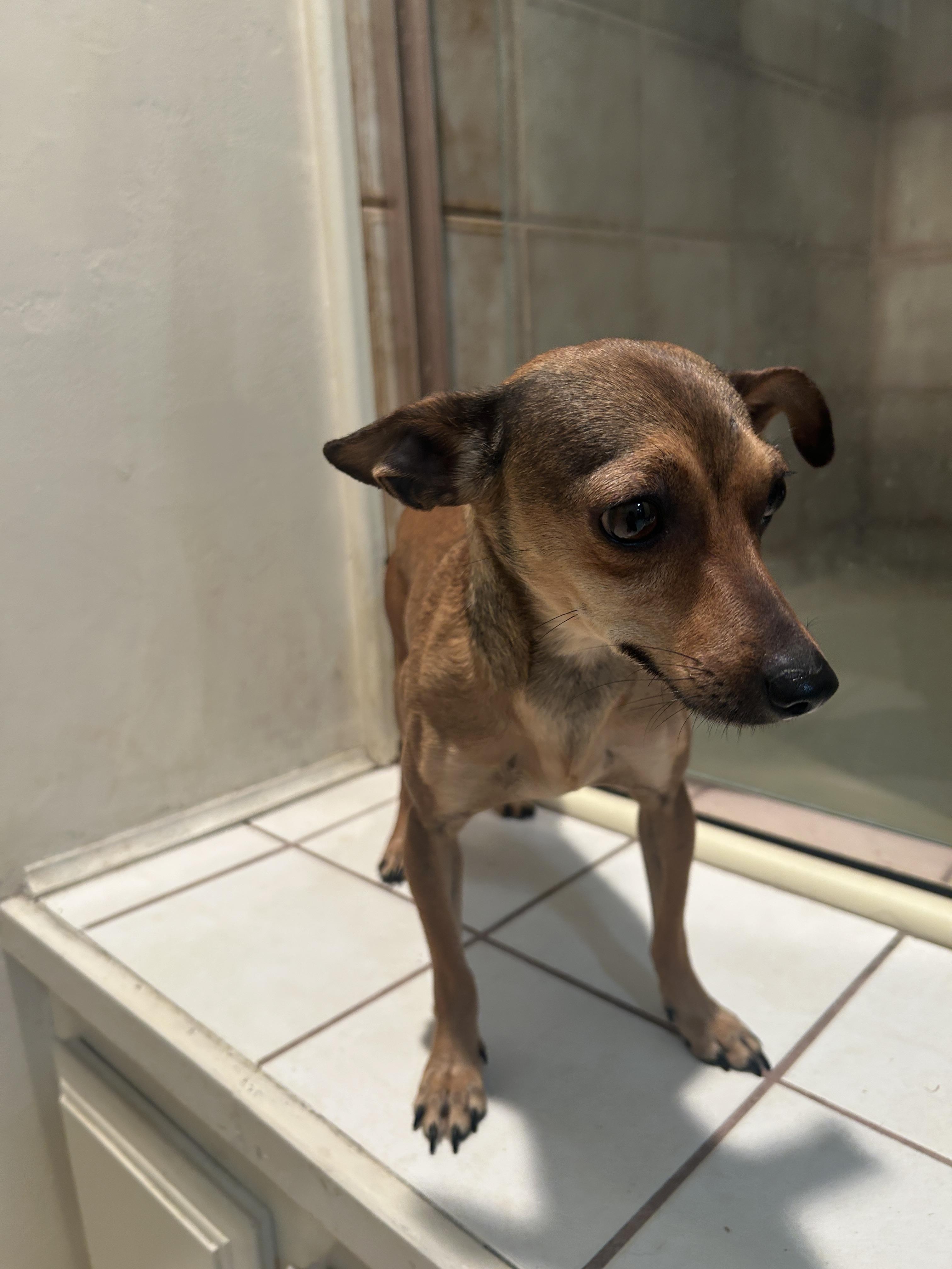 Enlarge SOFIA, a ADOPTABLE mixed breed in El Cajon, CA image 2/6