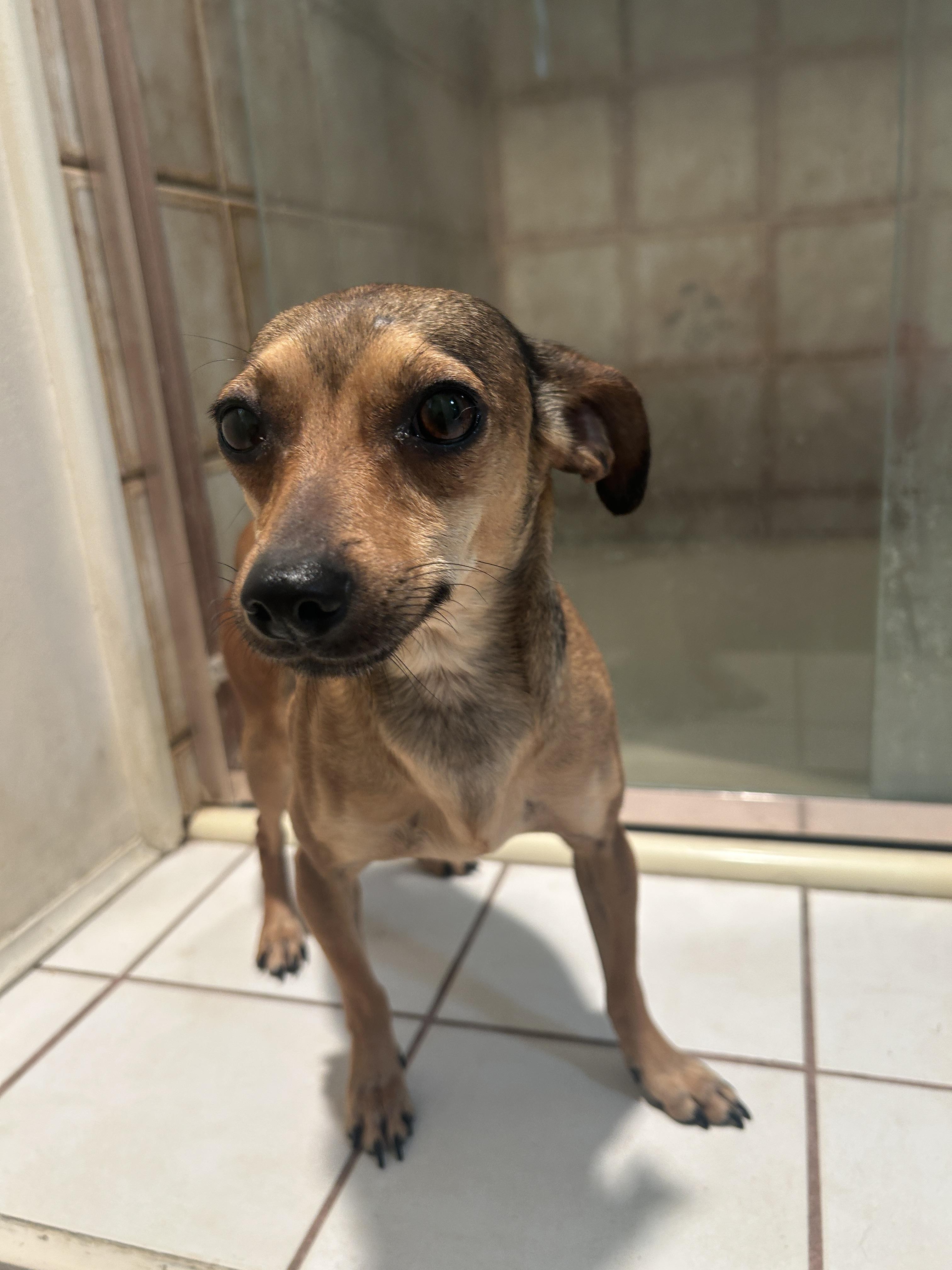 Enlarge SOFIA, a ADOPTABLE mixed breed in El Cajon, CA image 3/6