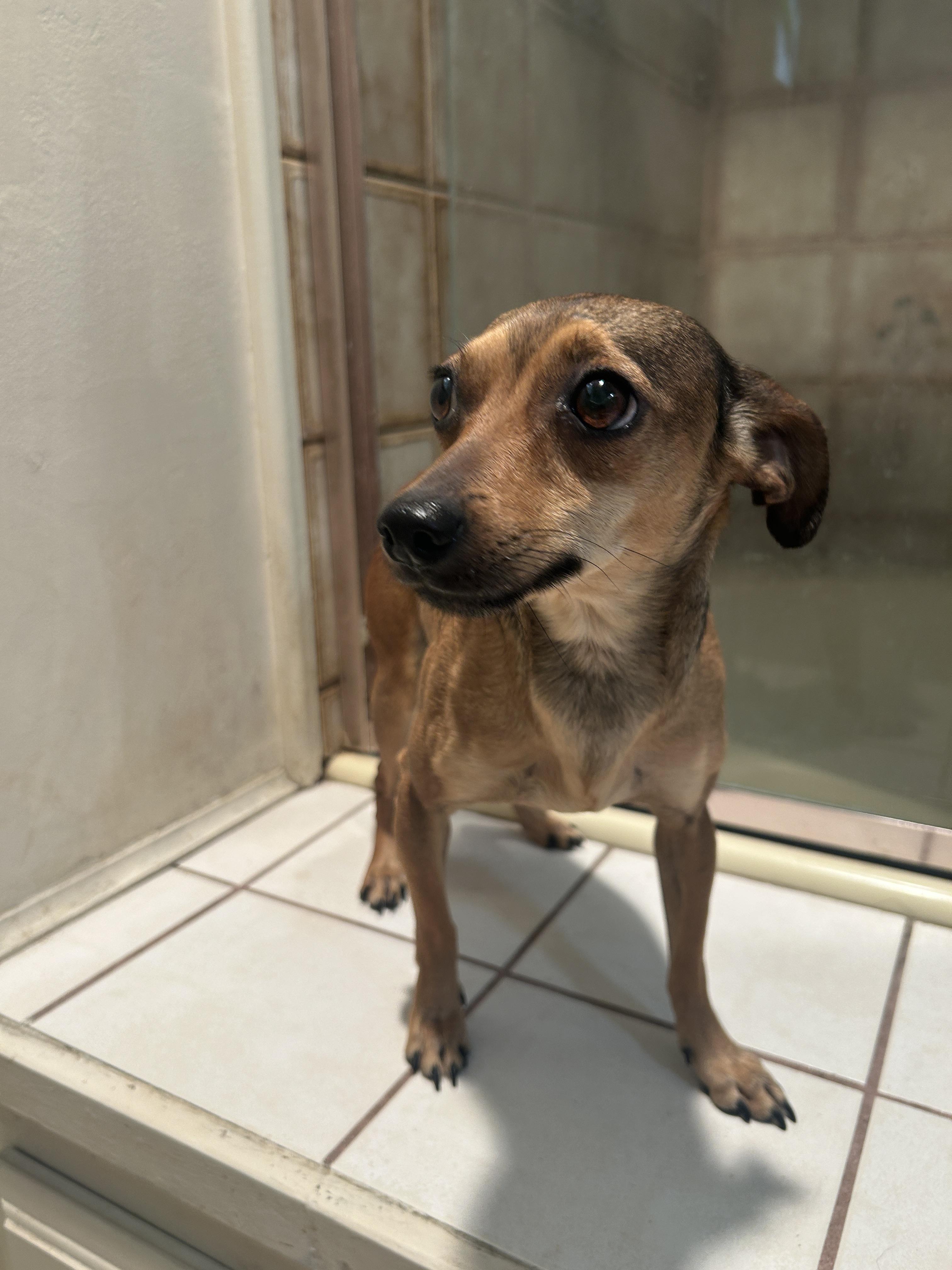 Enlarge SOFIA, a ADOPTABLE mixed breed in El Cajon, CA image 6/6