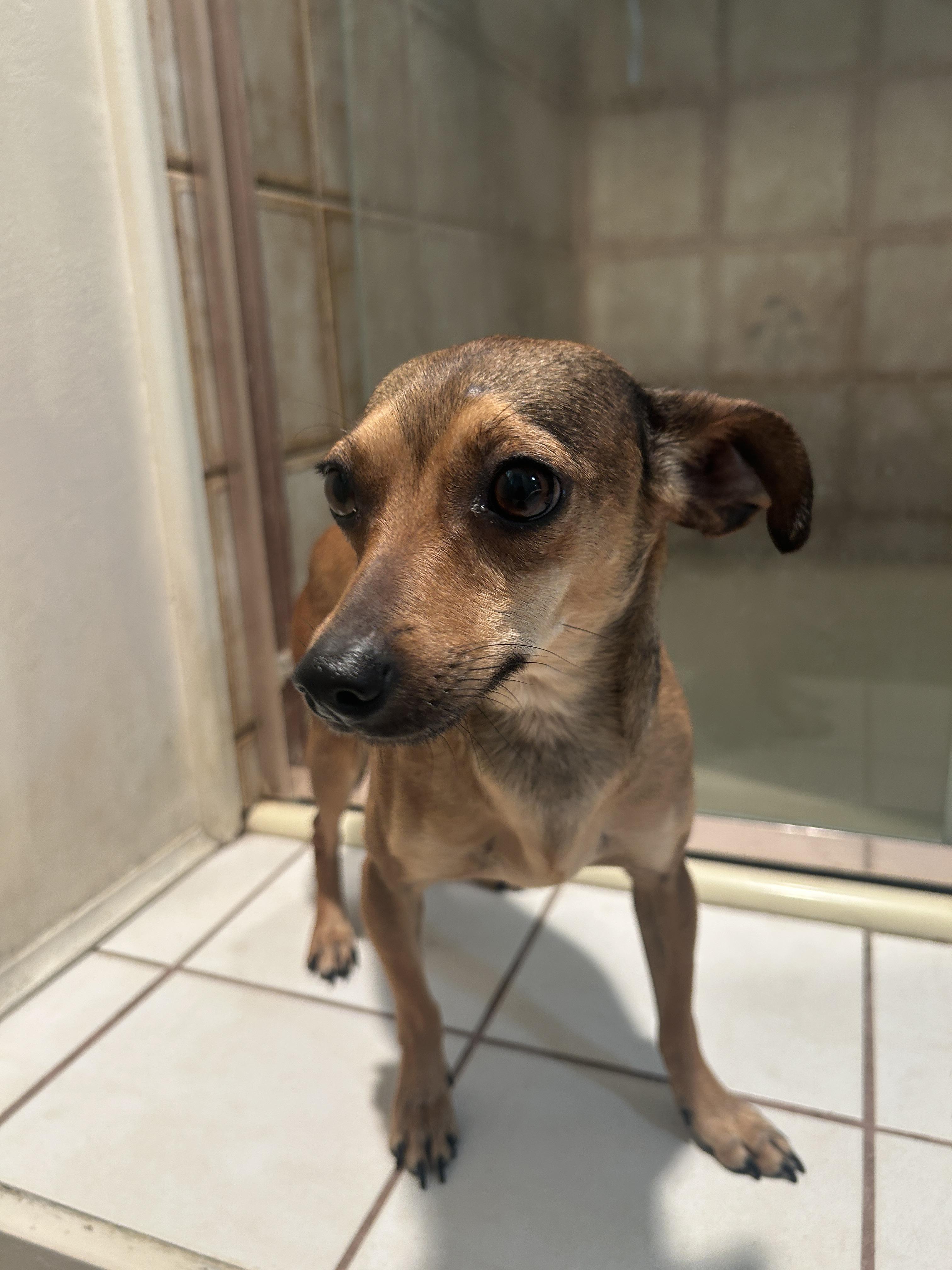 Enlarge SOFIA, a ADOPTABLE mixed breed in El Cajon, CA image 5/6