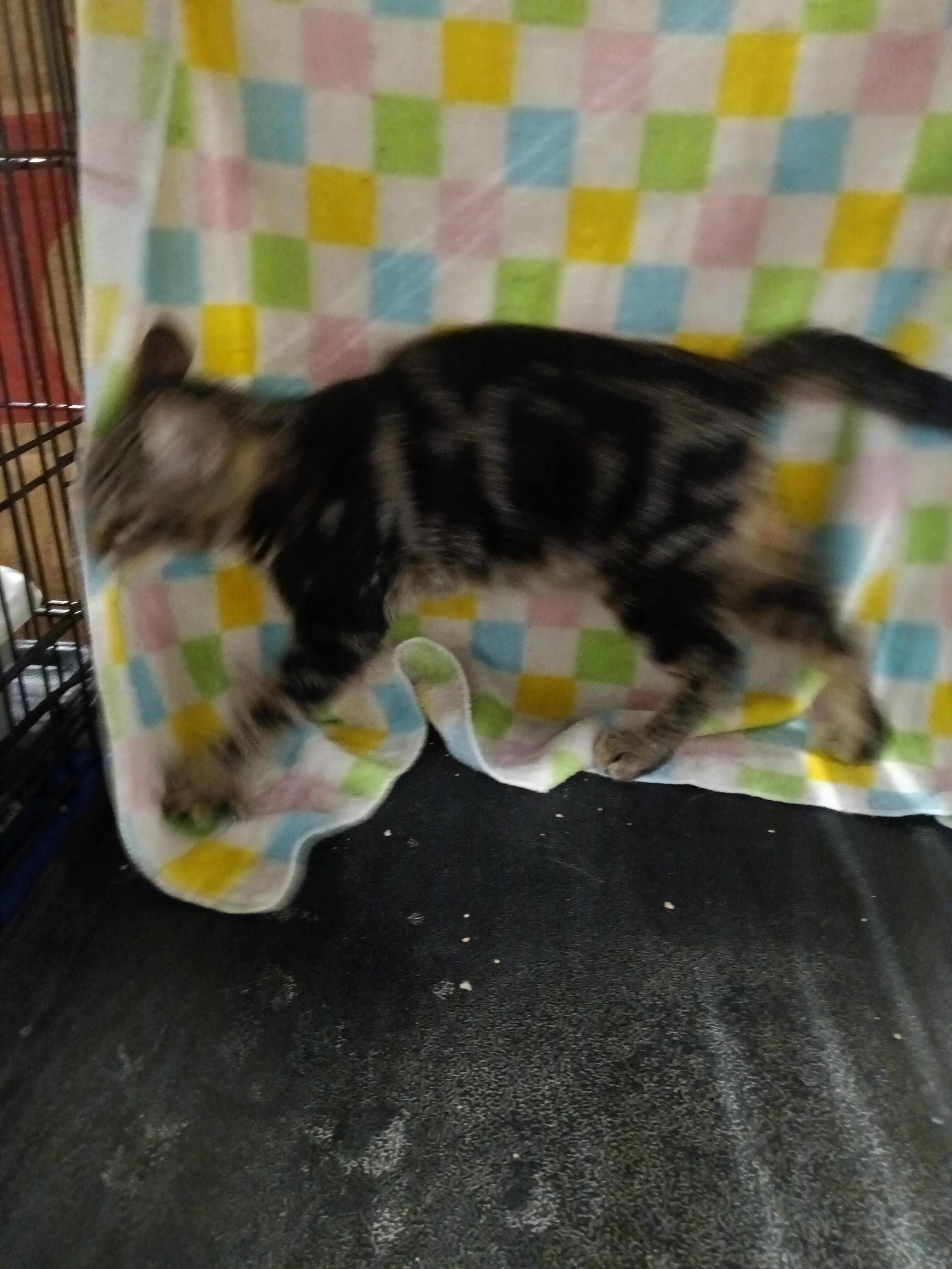 Enlarge Cutie, a ADOPTABLE Domestic Short Hair in Chino, CA image 4/6