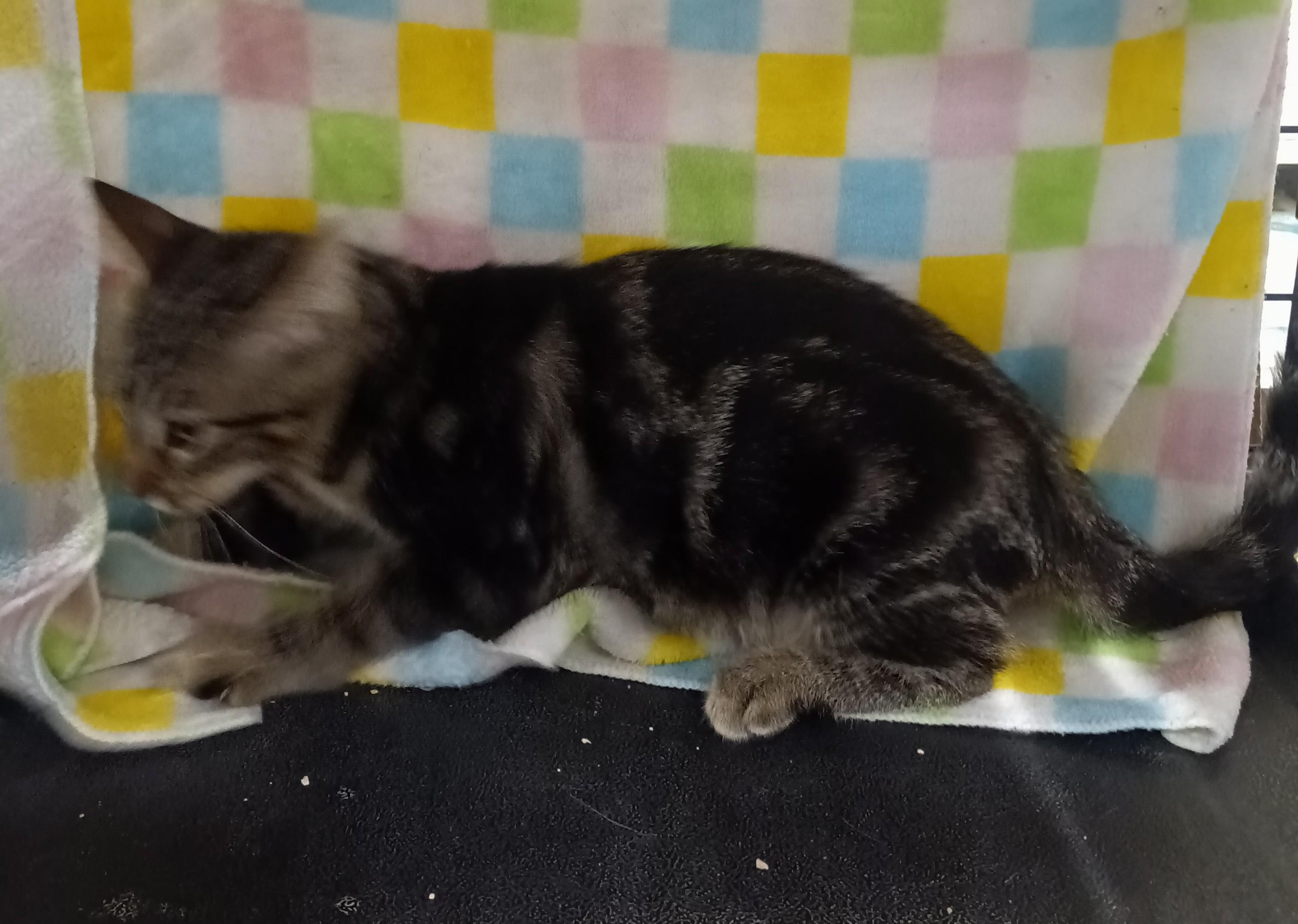 Enlarge Cutie, a ADOPTABLE Domestic Short Hair in Chino, CA image 6/6