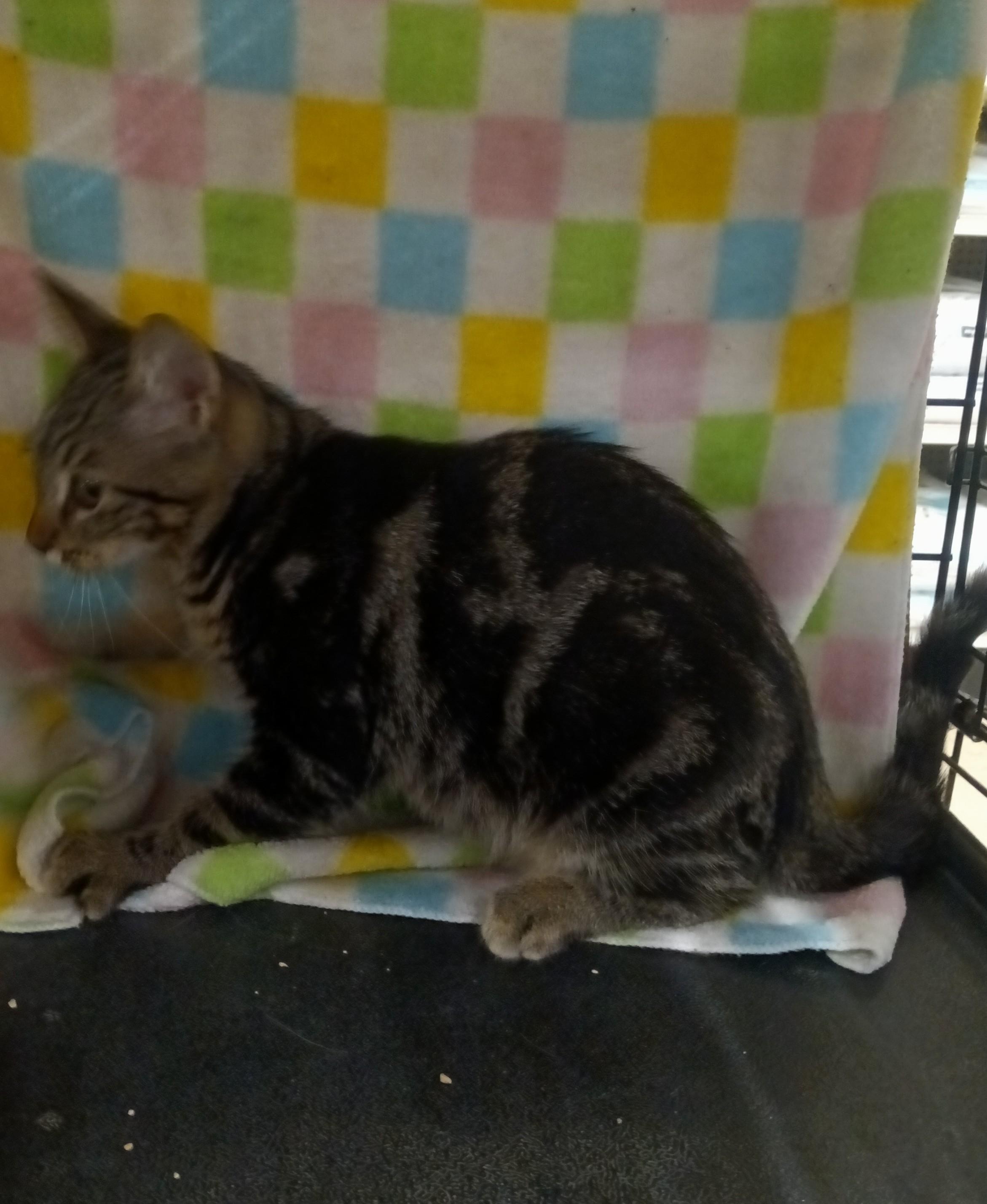 Enlarge Cutie, a ADOPTABLE Domestic Short Hair in Chino, CA image 5/6