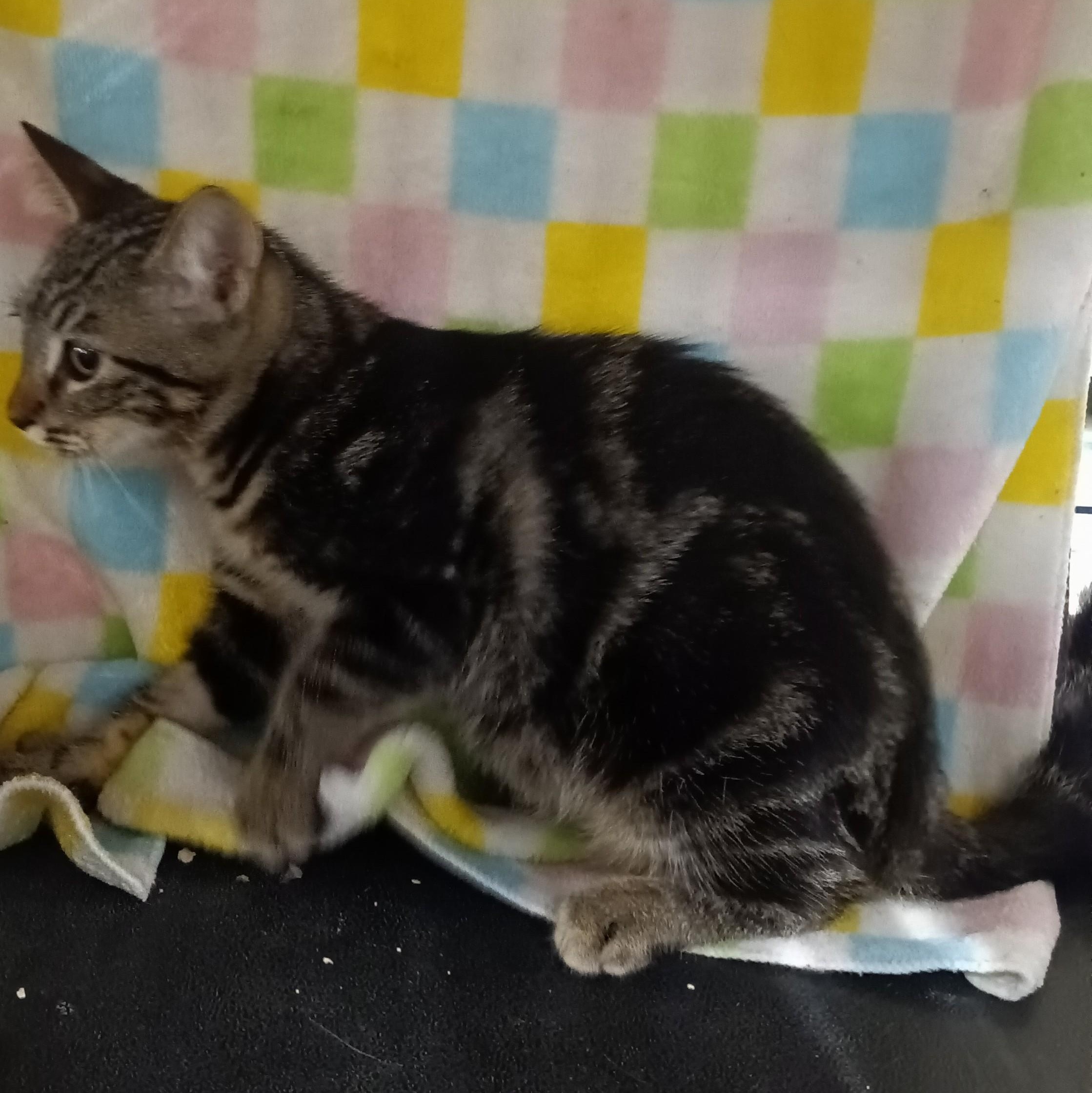 Cutie, ADOPTABLE, Young Male Domestic Short Hair.