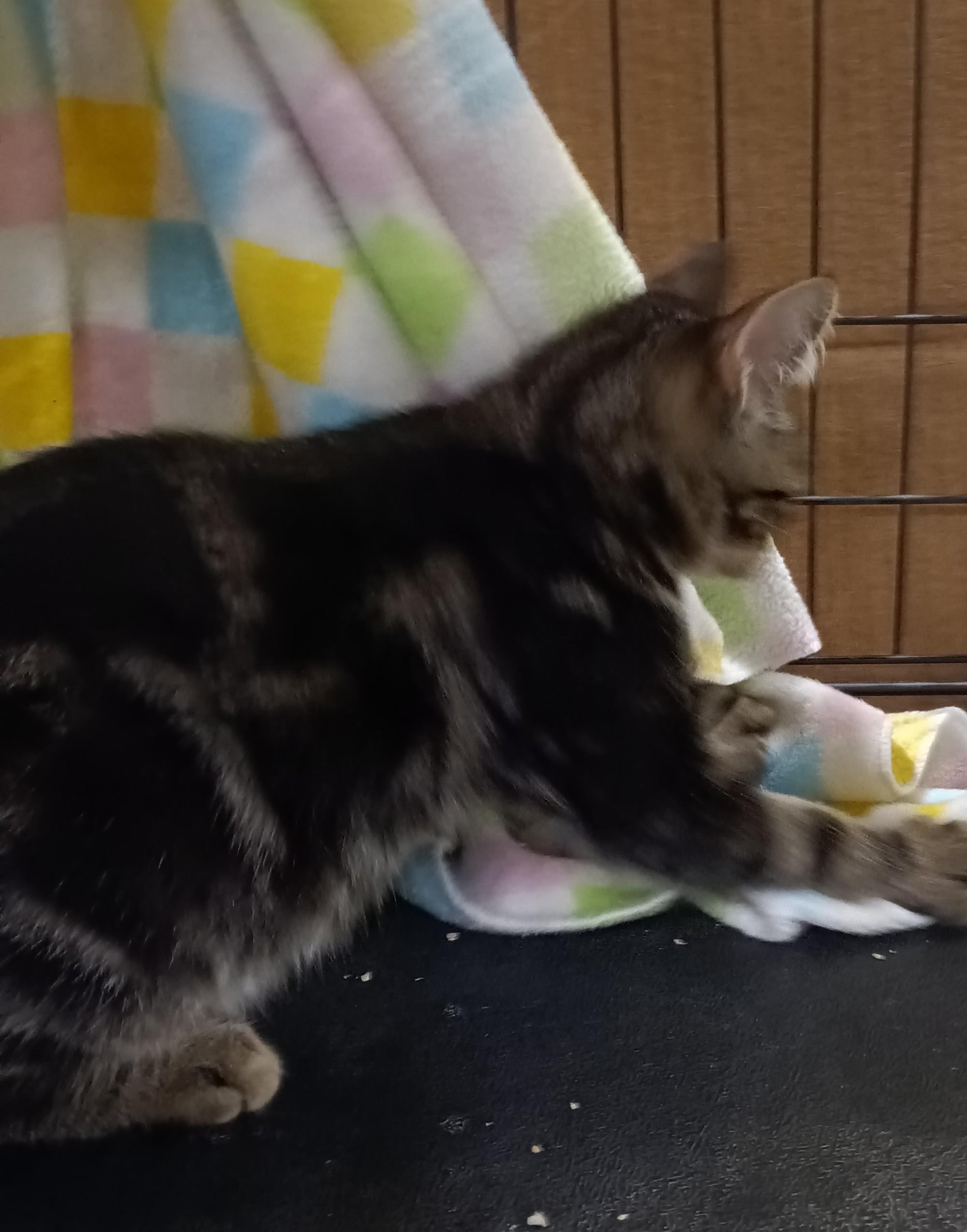 Enlarge Cutie, a ADOPTABLE Domestic Short Hair in Chino, CA image 3/6