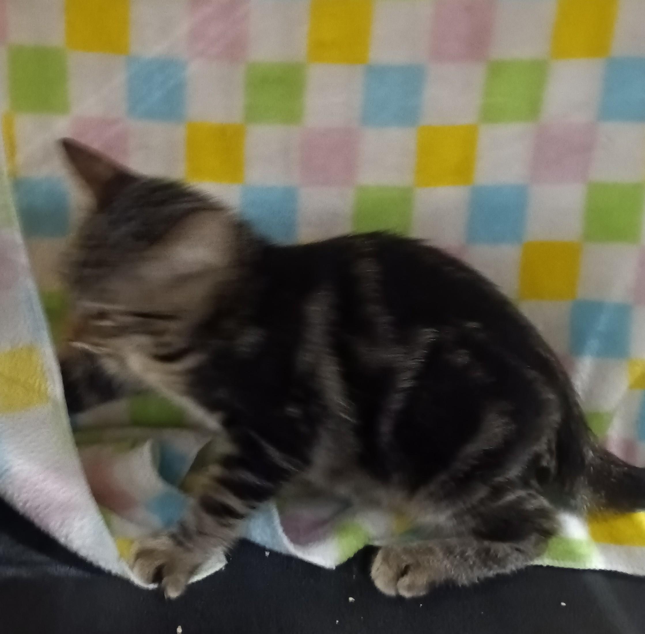 Enlarge Cutie, a ADOPTABLE Domestic Short Hair in Chino, CA image 2/6