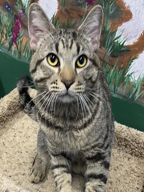 ARIES, Adoptable, Adult Male Domestic Short Hair.
