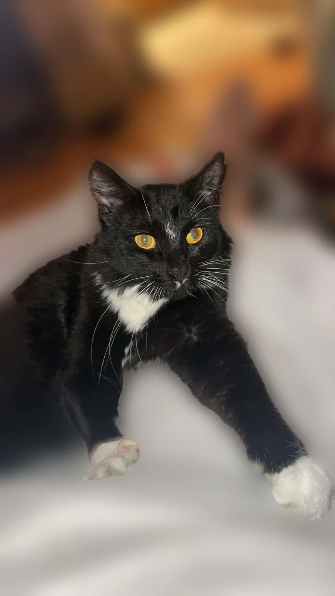 Freya, ADOPTABLE, Young Female Domestic Long Hair.