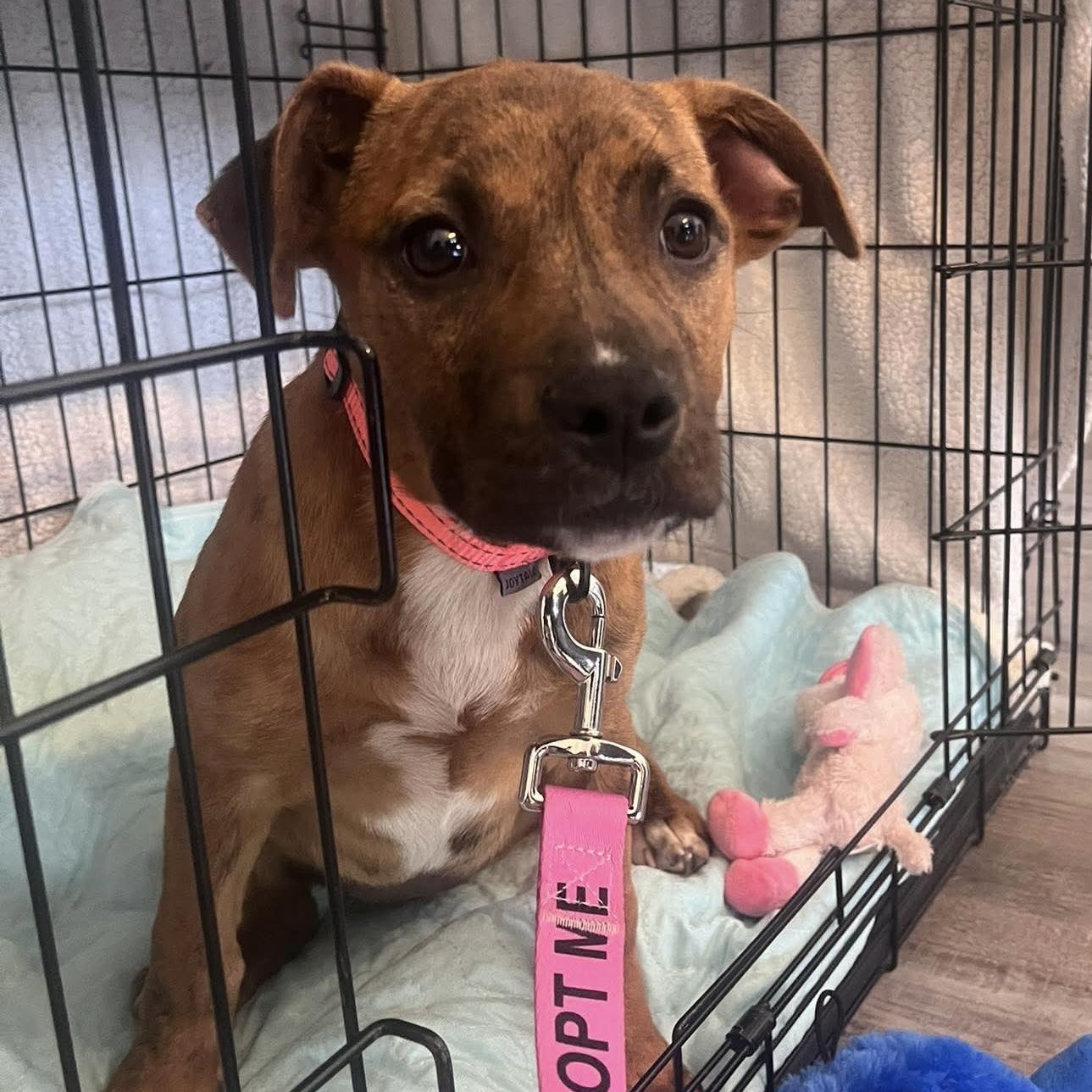 Enlarge Bailey, an adoptable mixed breed in Bethlehem, PA image 4/6