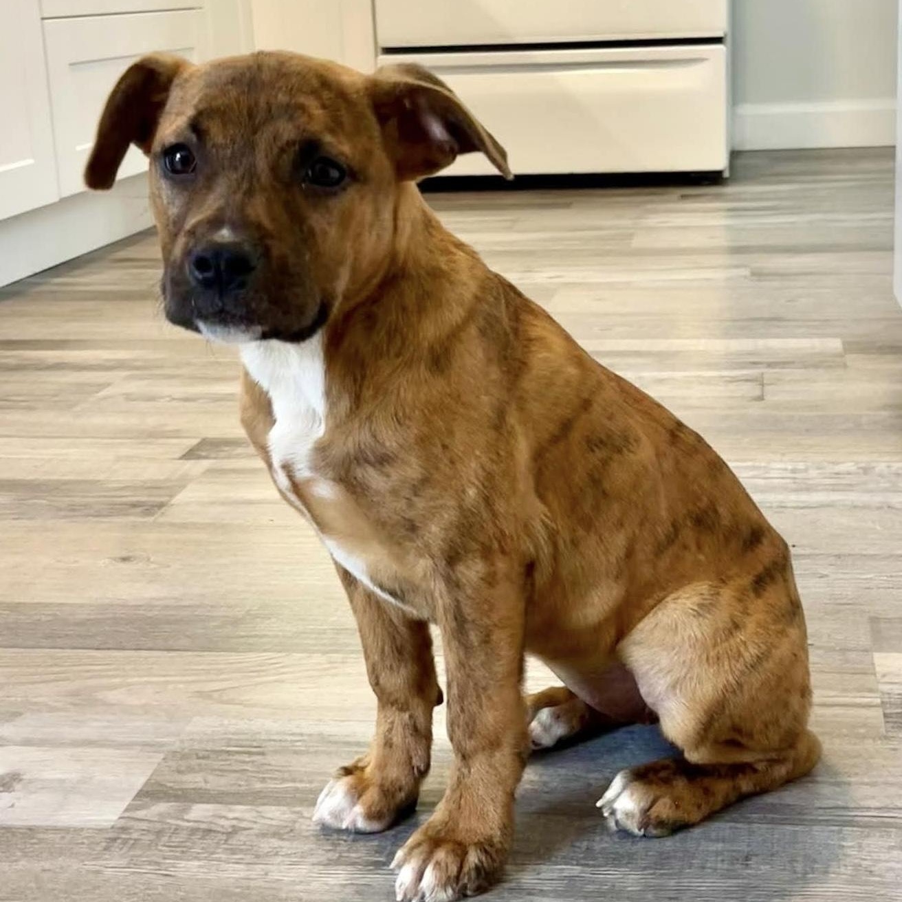 Bailey, adoptable, Puppy Female Pit Bull Terrier & Mixed Breed.