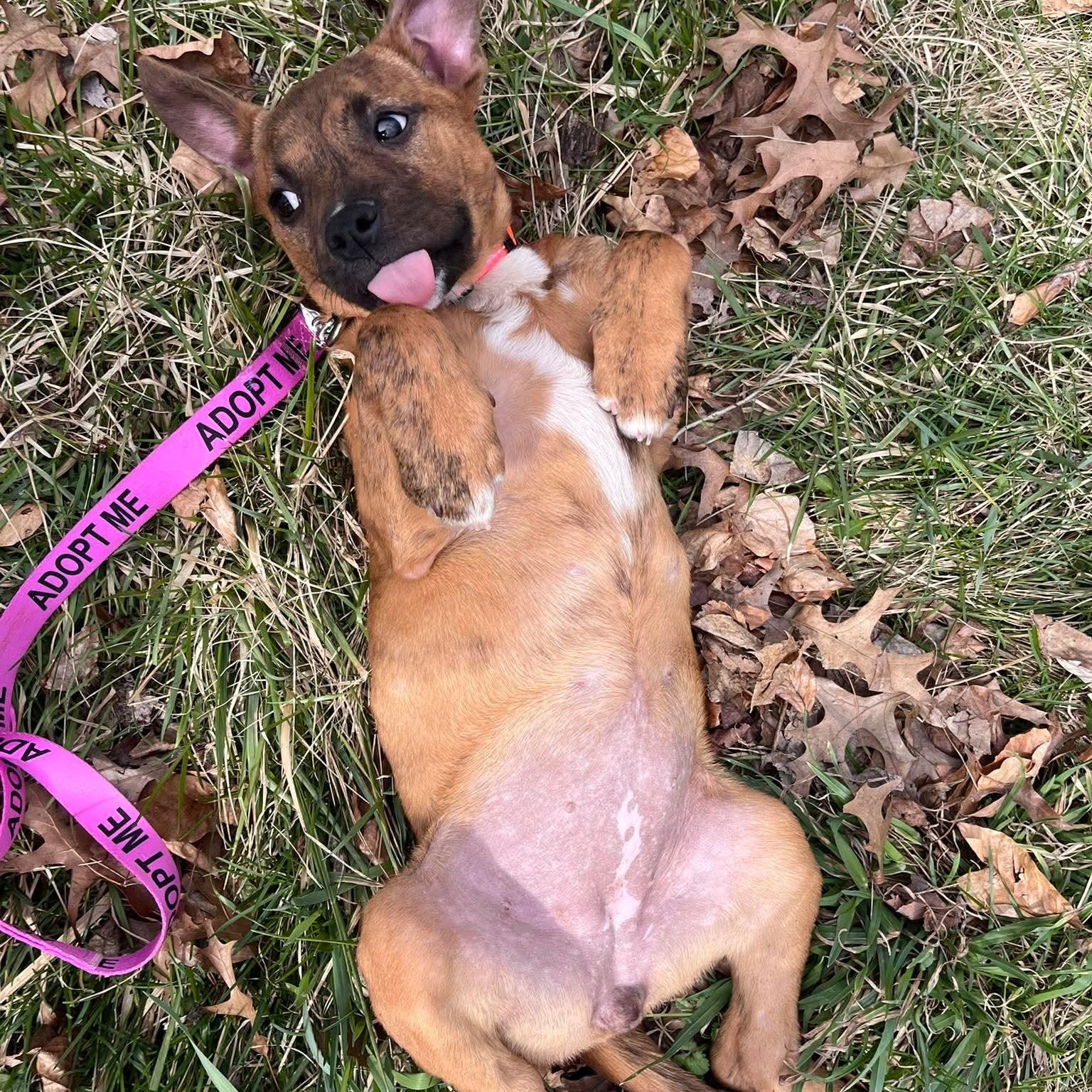 Enlarge Bailey, an adoptable mixed breed in Bethlehem, PA image 6/6