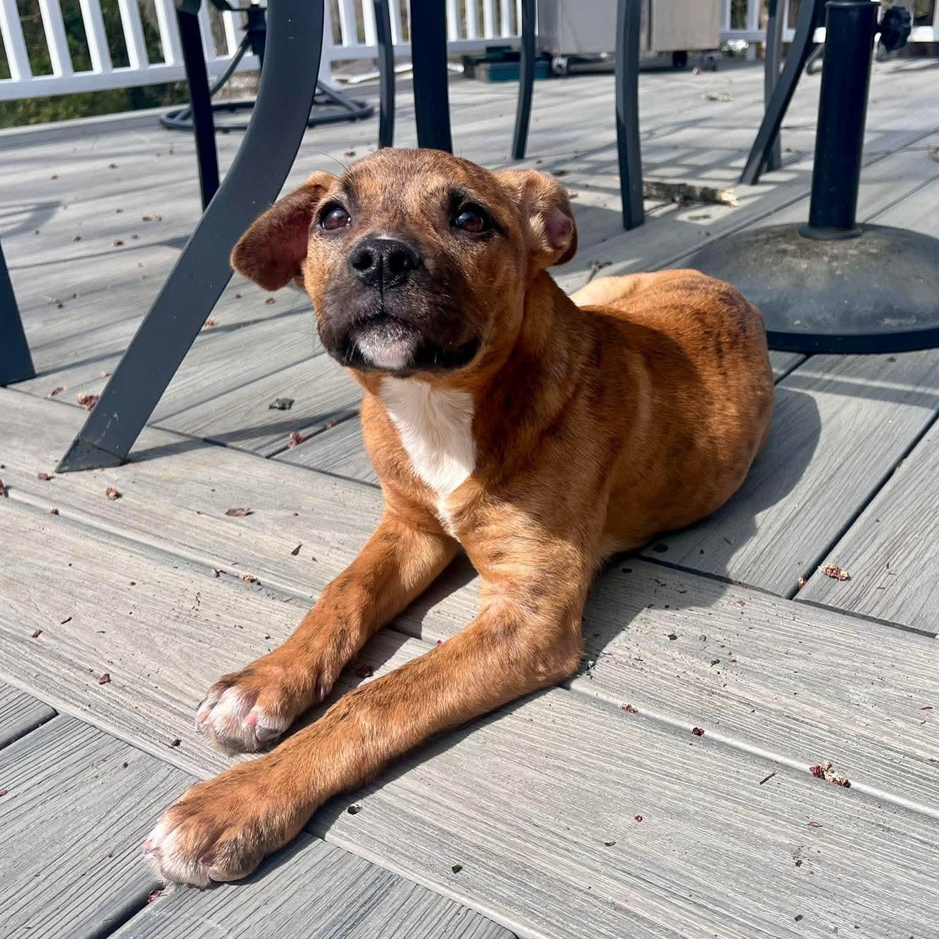 Enlarge Bailey, an adoptable mixed breed in Bethlehem, PA image 5/6