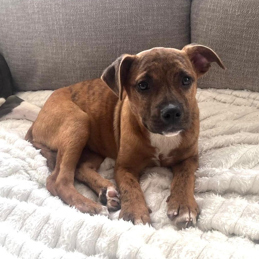 Enlarge Bailey, an adoptable mixed breed in Bethlehem, PA image 3/6