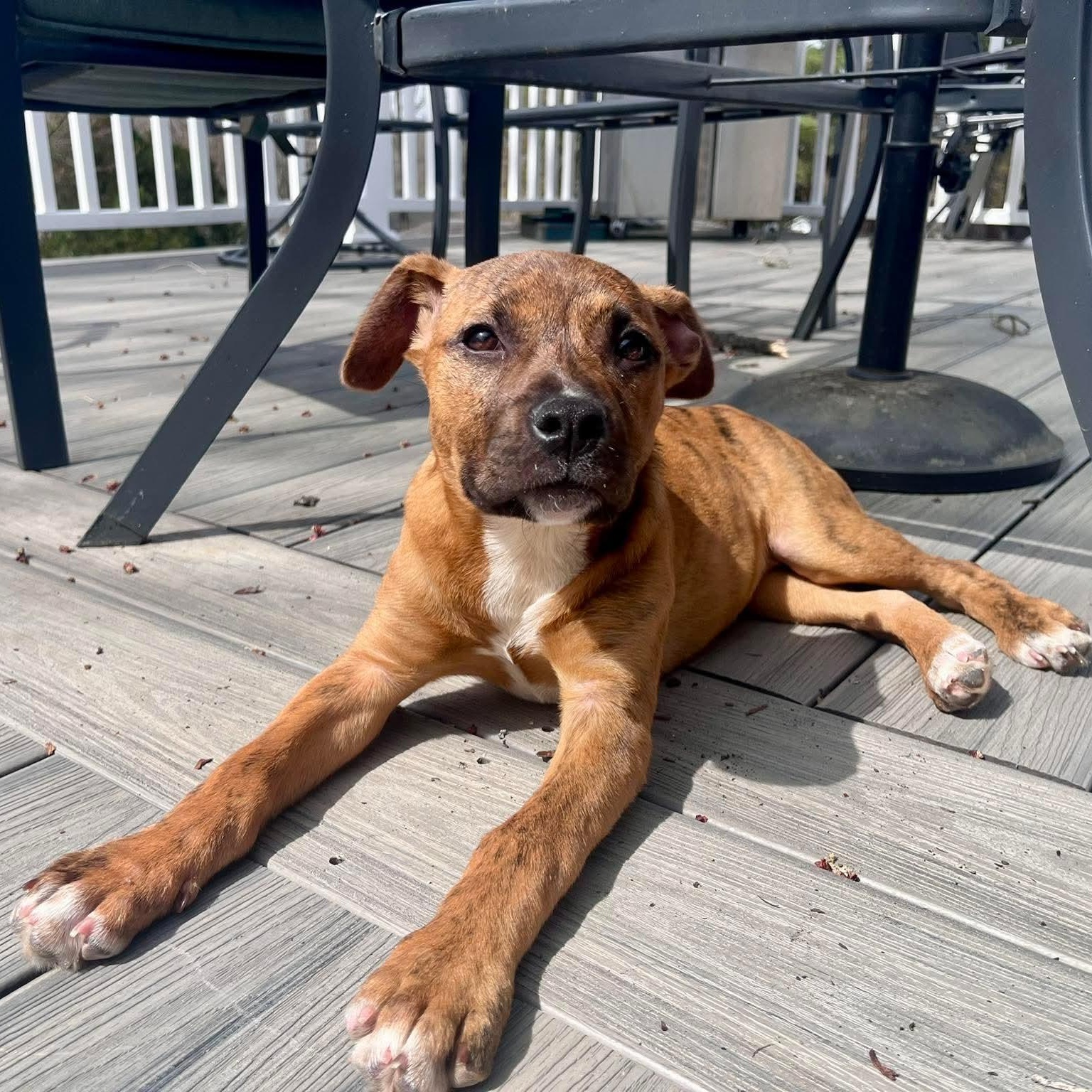Enlarge Bailey, an adoptable mixed breed in Bethlehem, PA image 2/6
