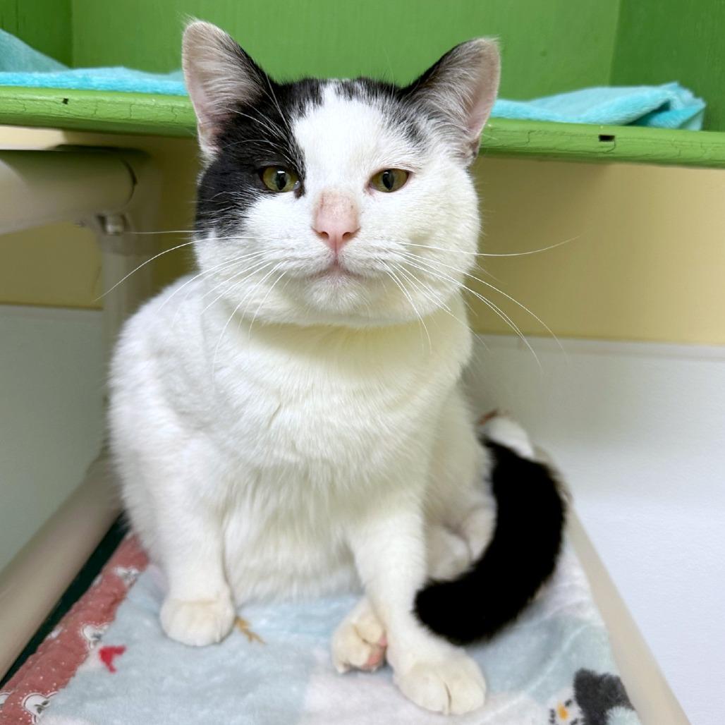 Enlarge Jersey, a Adoptable mixed breed in Woodinville, WA image 1/3