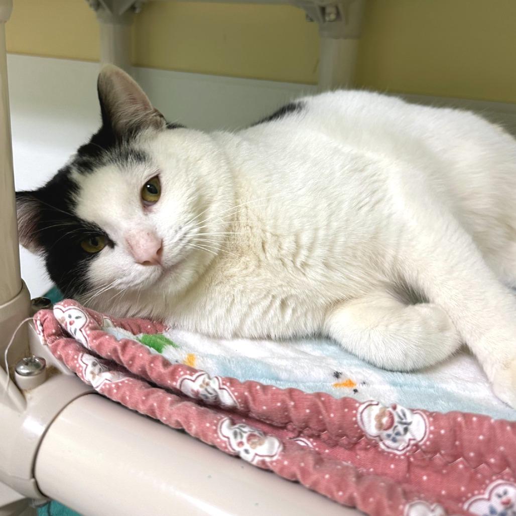 Enlarge Jersey, a Adoptable mixed breed in Woodinville, WA image 3/3