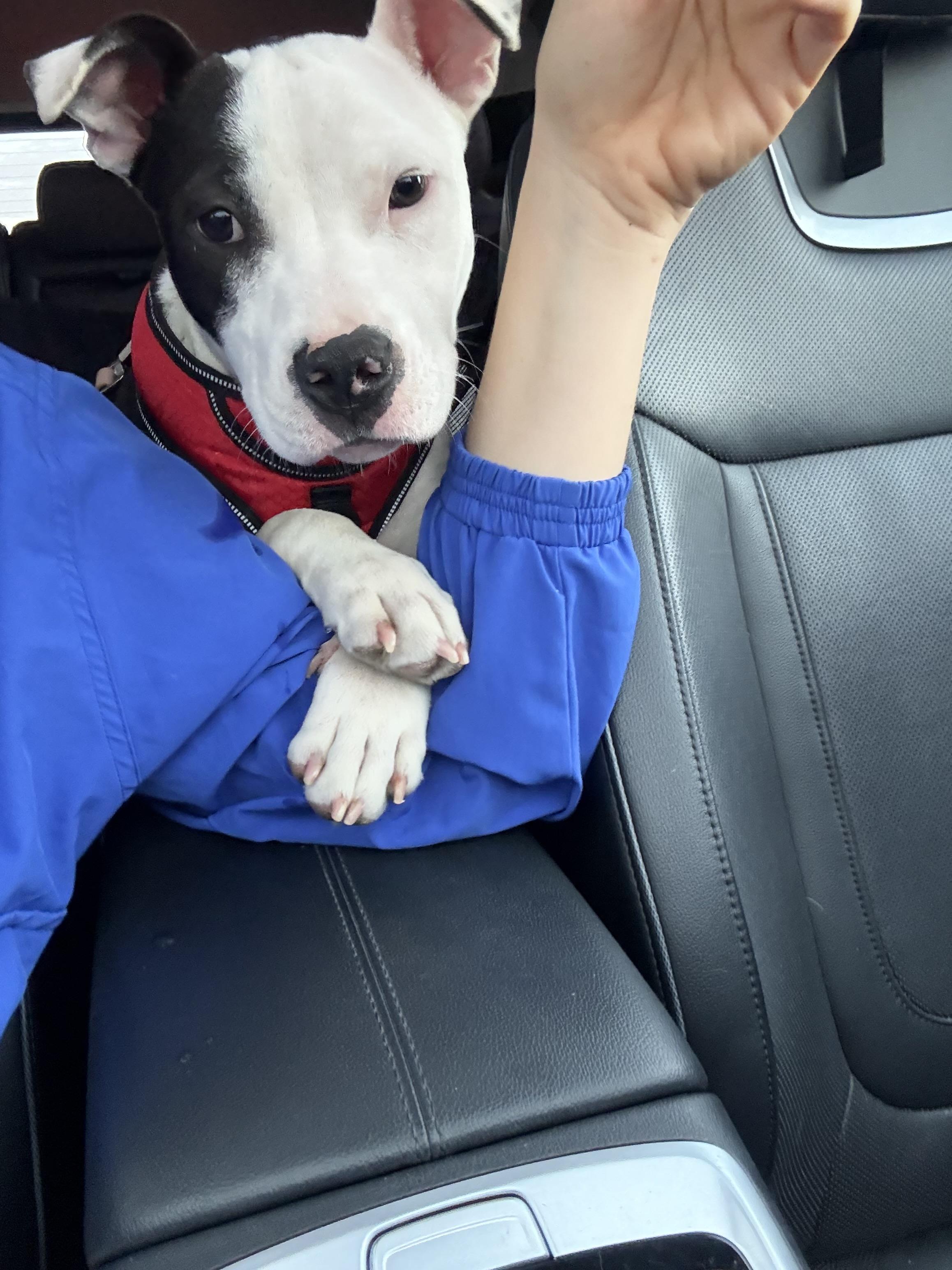 Enlarge Rosalie, a ADOPTABLE mixed breed in tampa, FL image 4/6