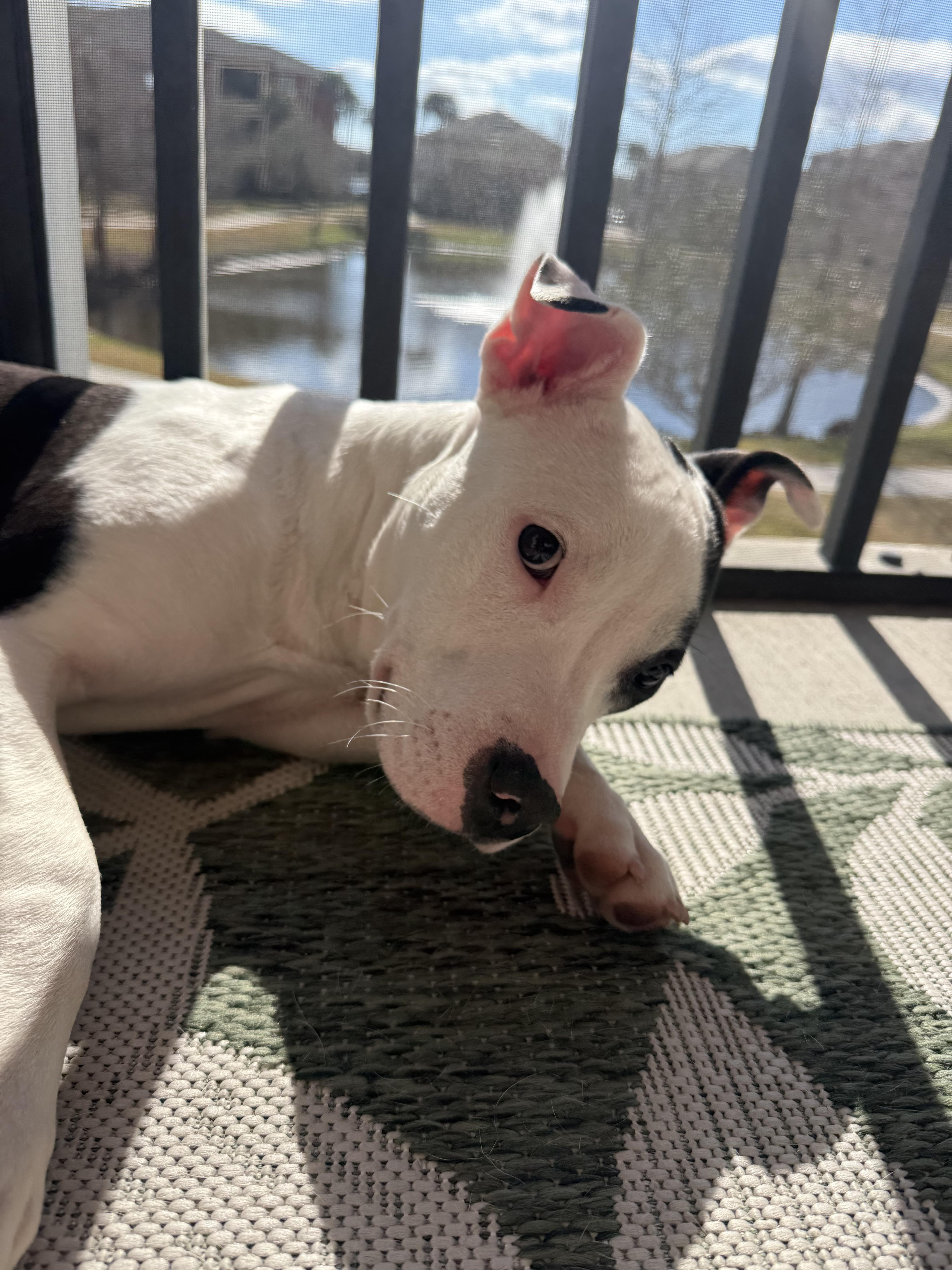 Enlarge Rosalie, a ADOPTABLE mixed breed in tampa, FL image 5/6