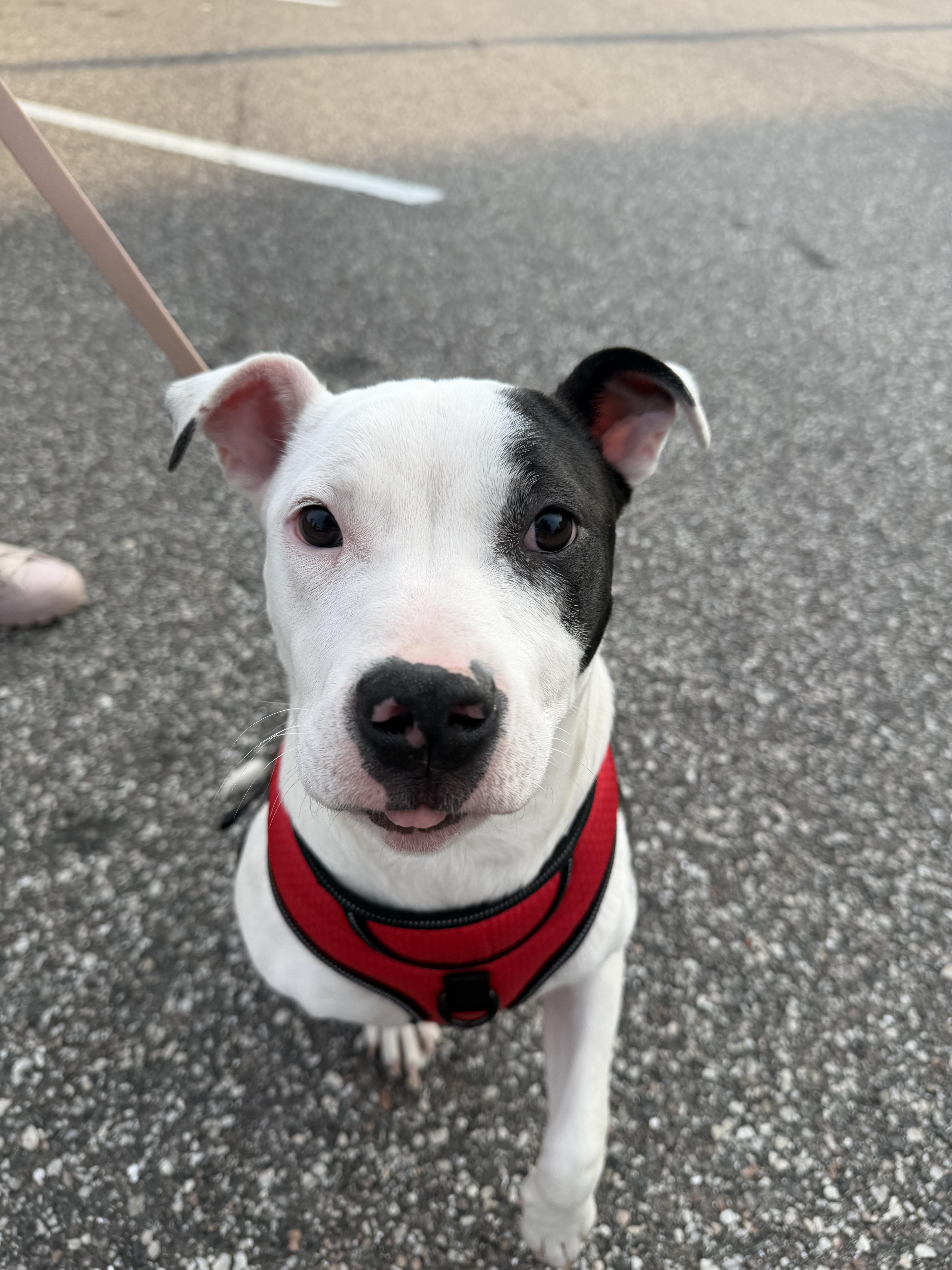 Enlarge Rosalie, a ADOPTABLE mixed breed in tampa, FL image 6/6