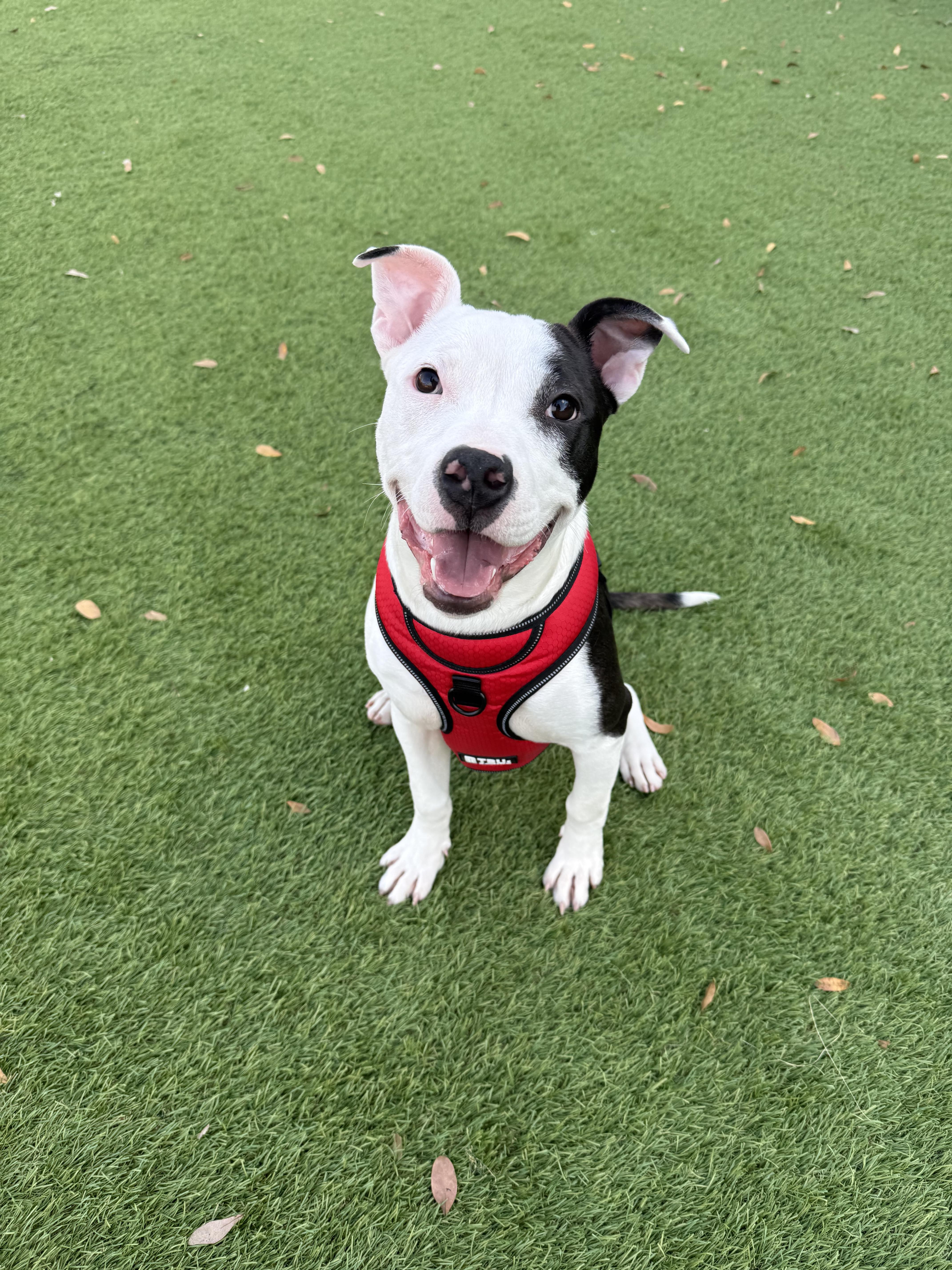 Rosalie, ADOPTABLE, Puppy Female Boxer.