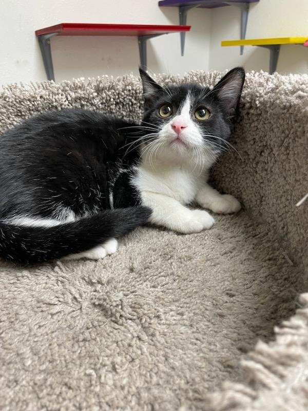 Oreo