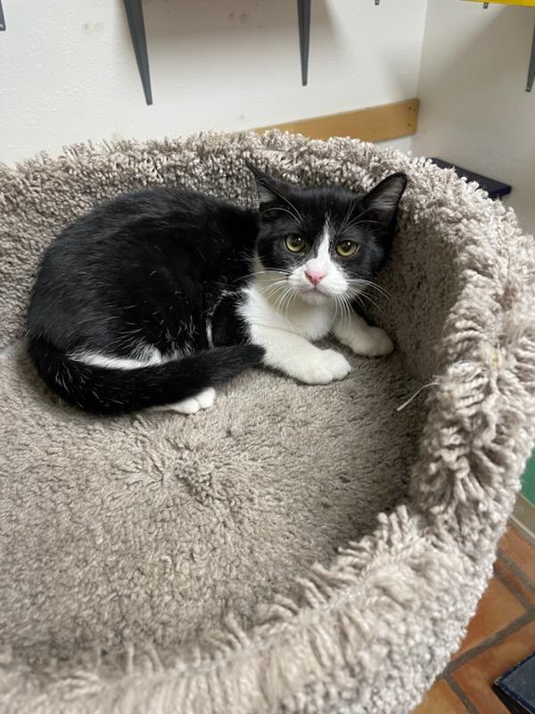 Oreo
