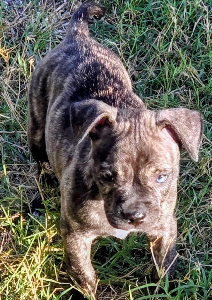 Kira-Adorable Puppy!, Adoptable, Puppy Female Staffordshire Bull Terrier & American Staffordshire Terrier.