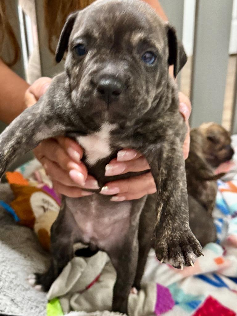 Enlarge Kira-Adorable Puppy!, a Adoptable mixed breed in Fort Myers, FL image 1/1